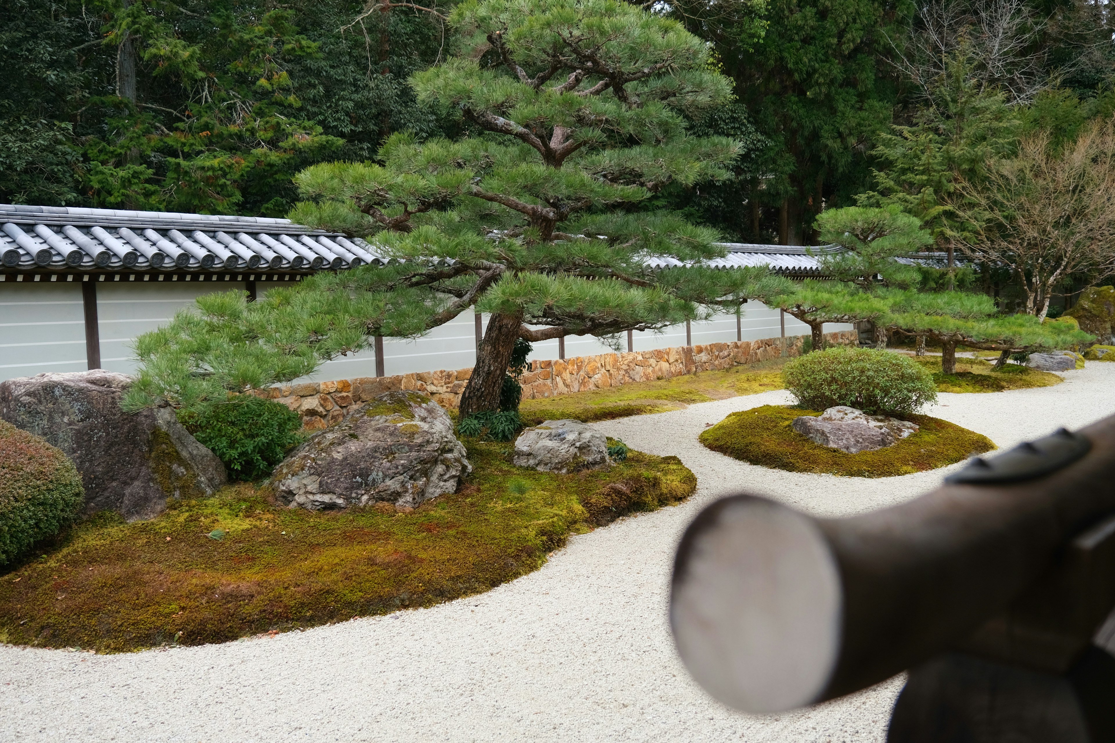 Taman Jepang yang tenang dengan pohon pinus hijau dan batu-batu yang ditutupi lumut