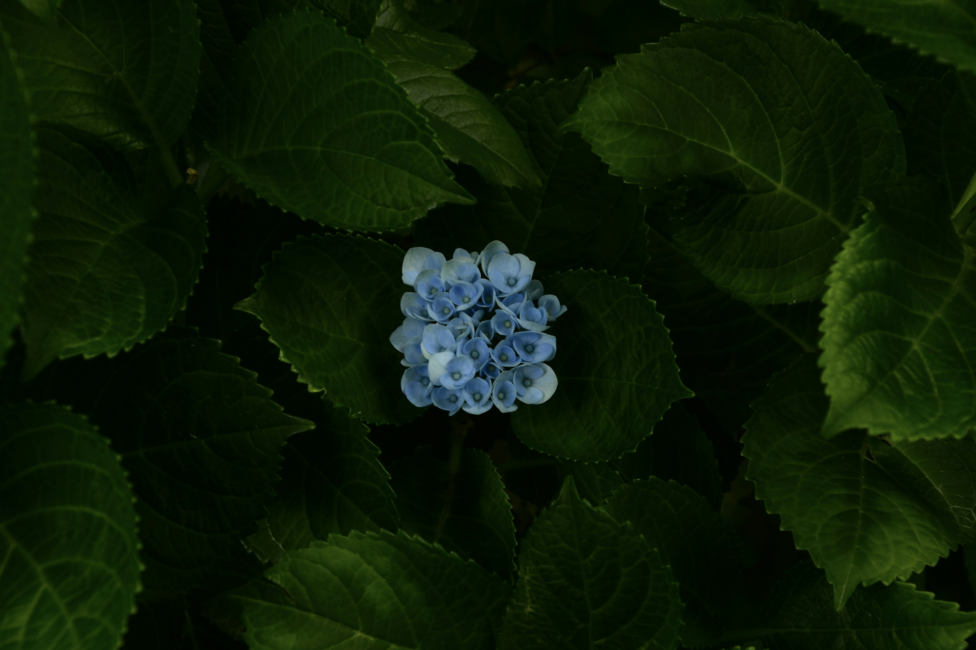 Flor azul floreciendo entre hojas verdes