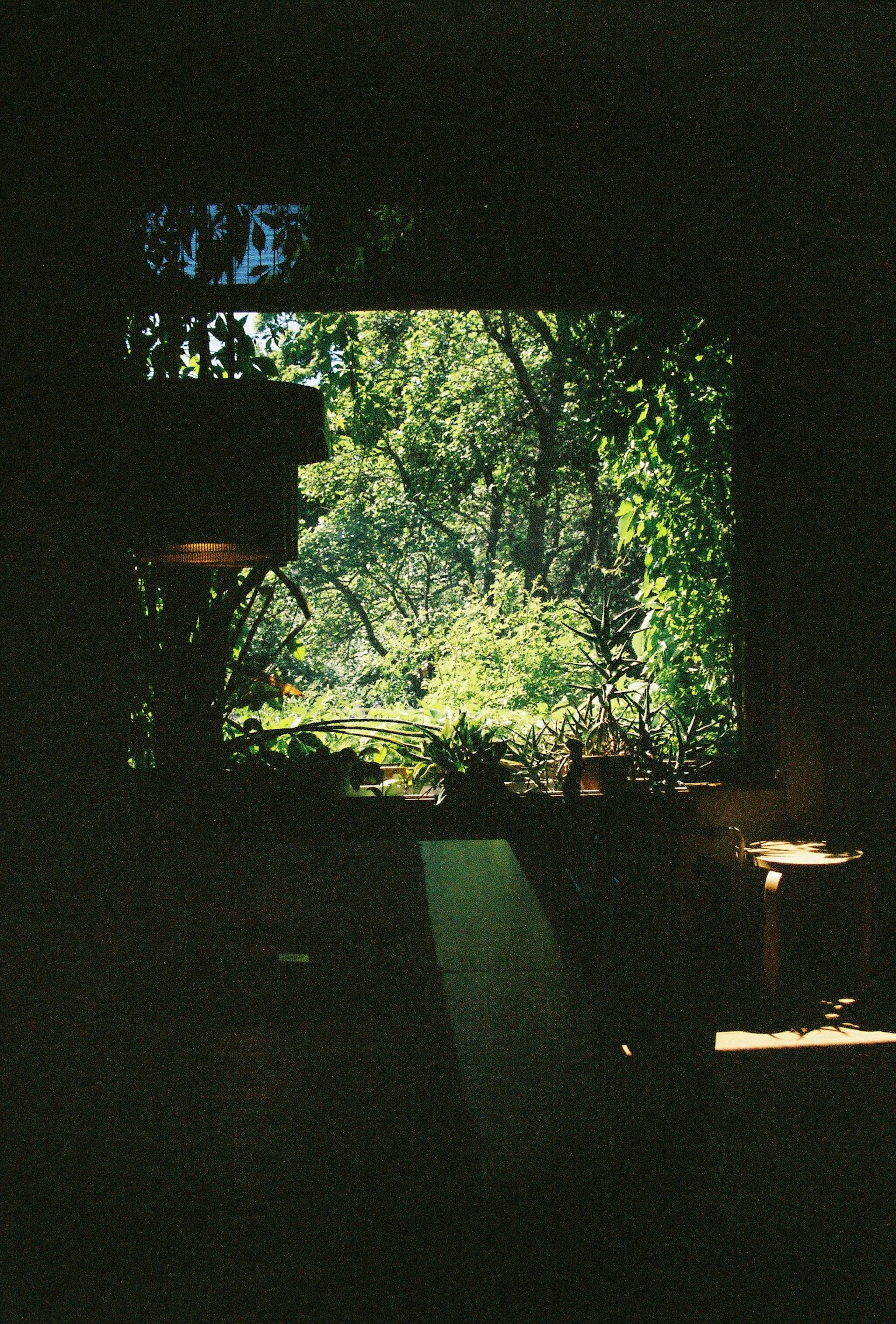 View of lush greenery through a window with silhouettes of plants