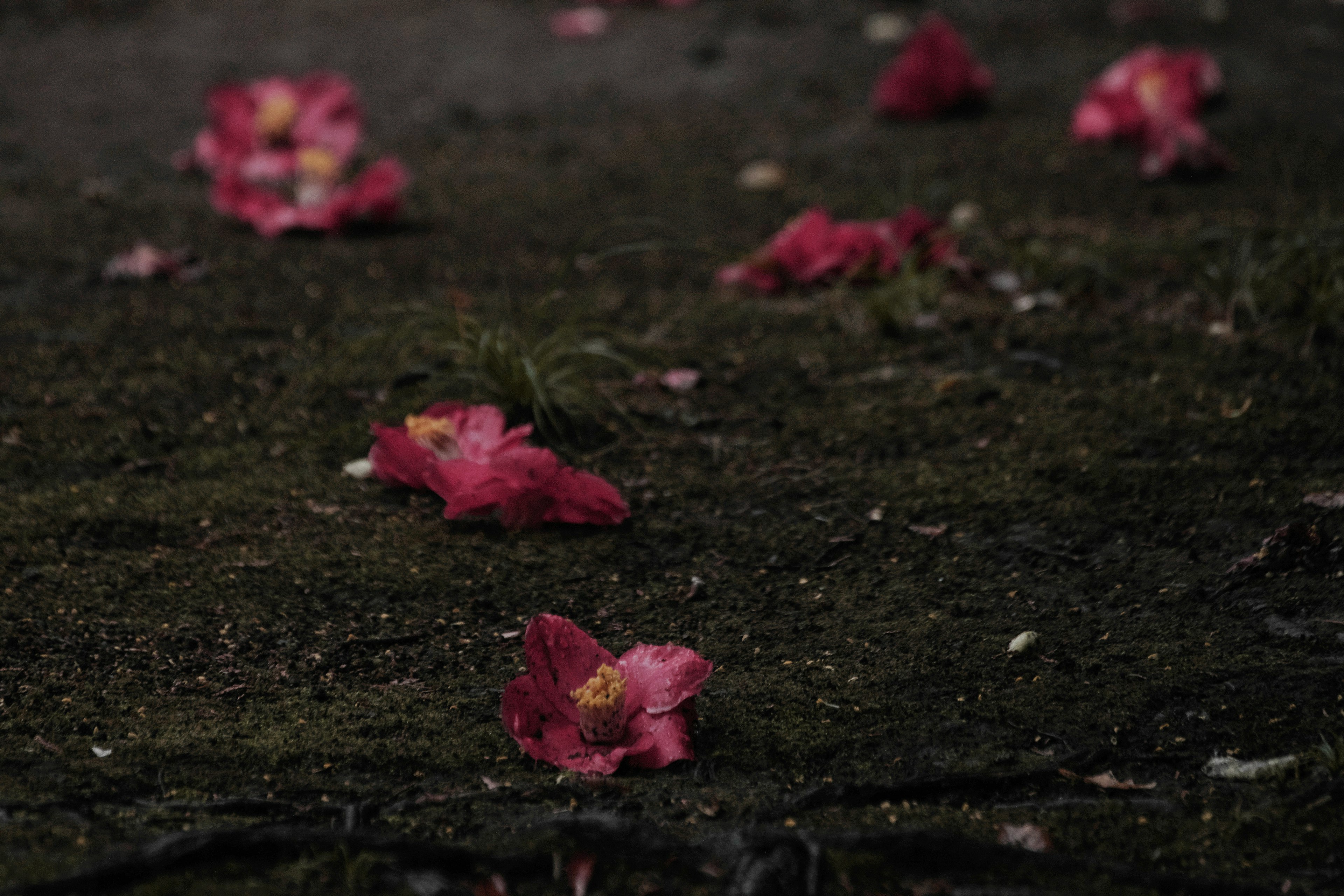 Pétales de fleurs roses éparpillés sur un sol mousseux