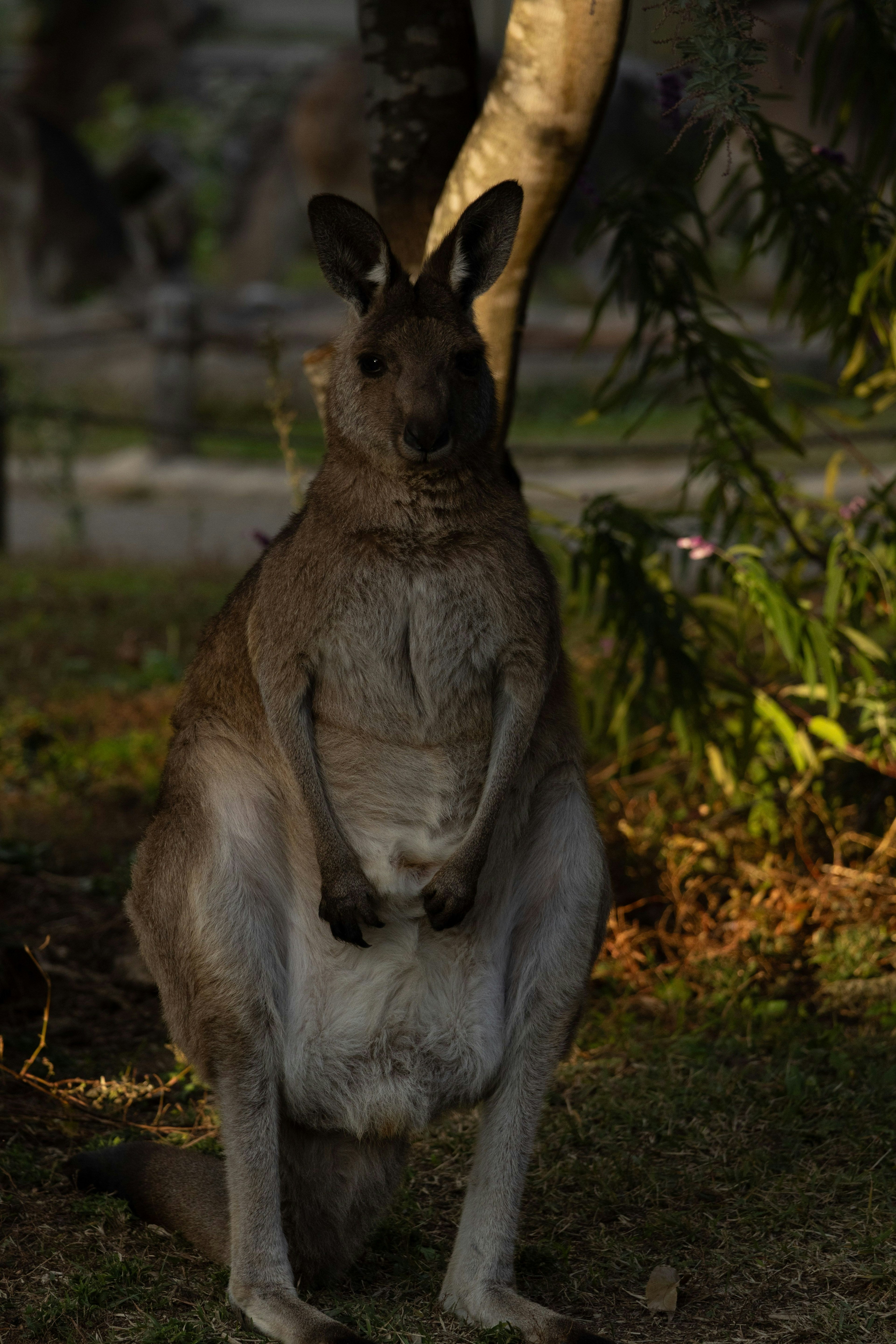 Một con kangaroo đứng trong môi trường tự nhiên xung quanh là cây cỏ và ánh sáng mềm mại