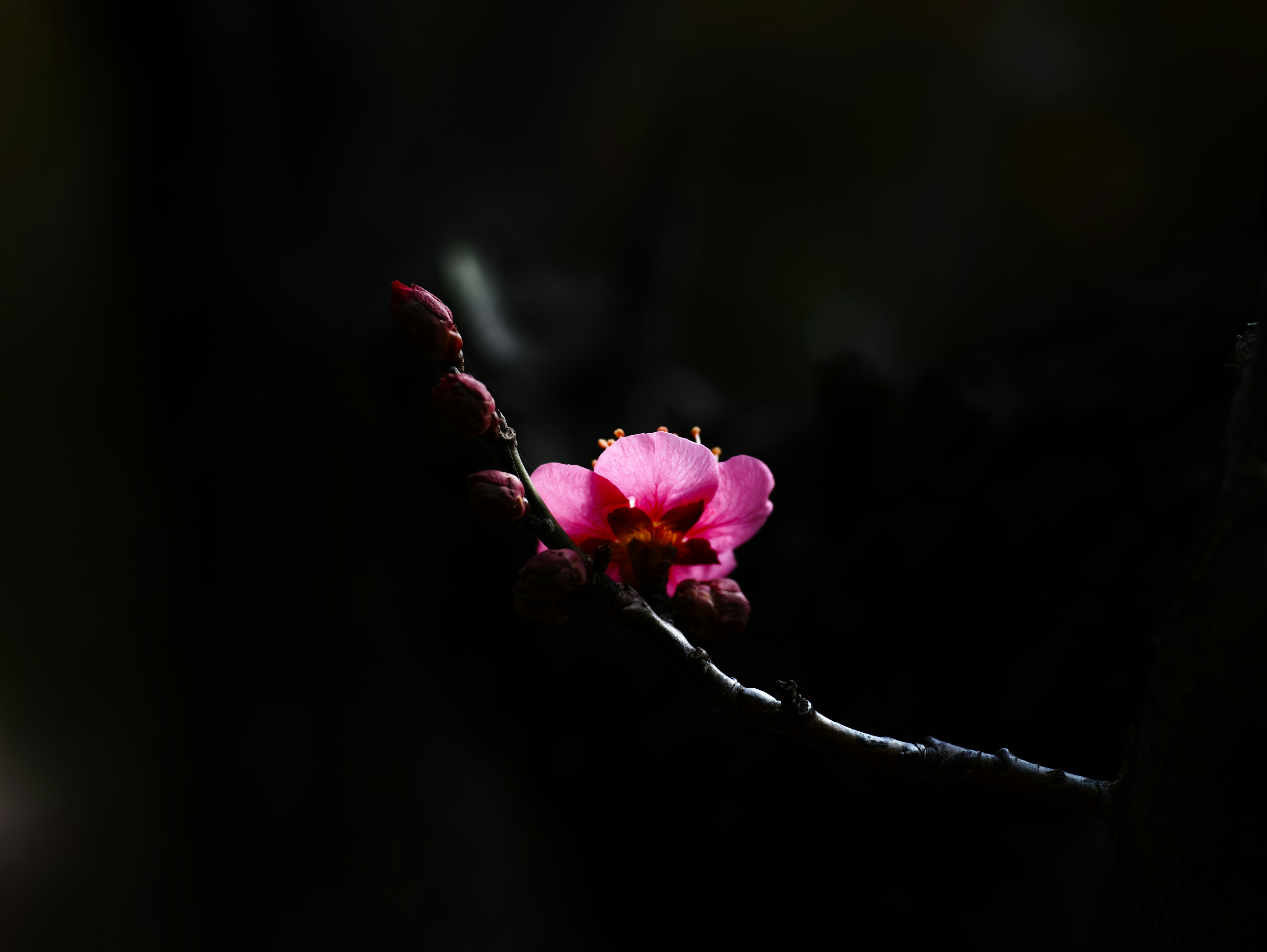 Eine rosa Blume, die an einem Zweig vor einem dunklen Hintergrund blüht