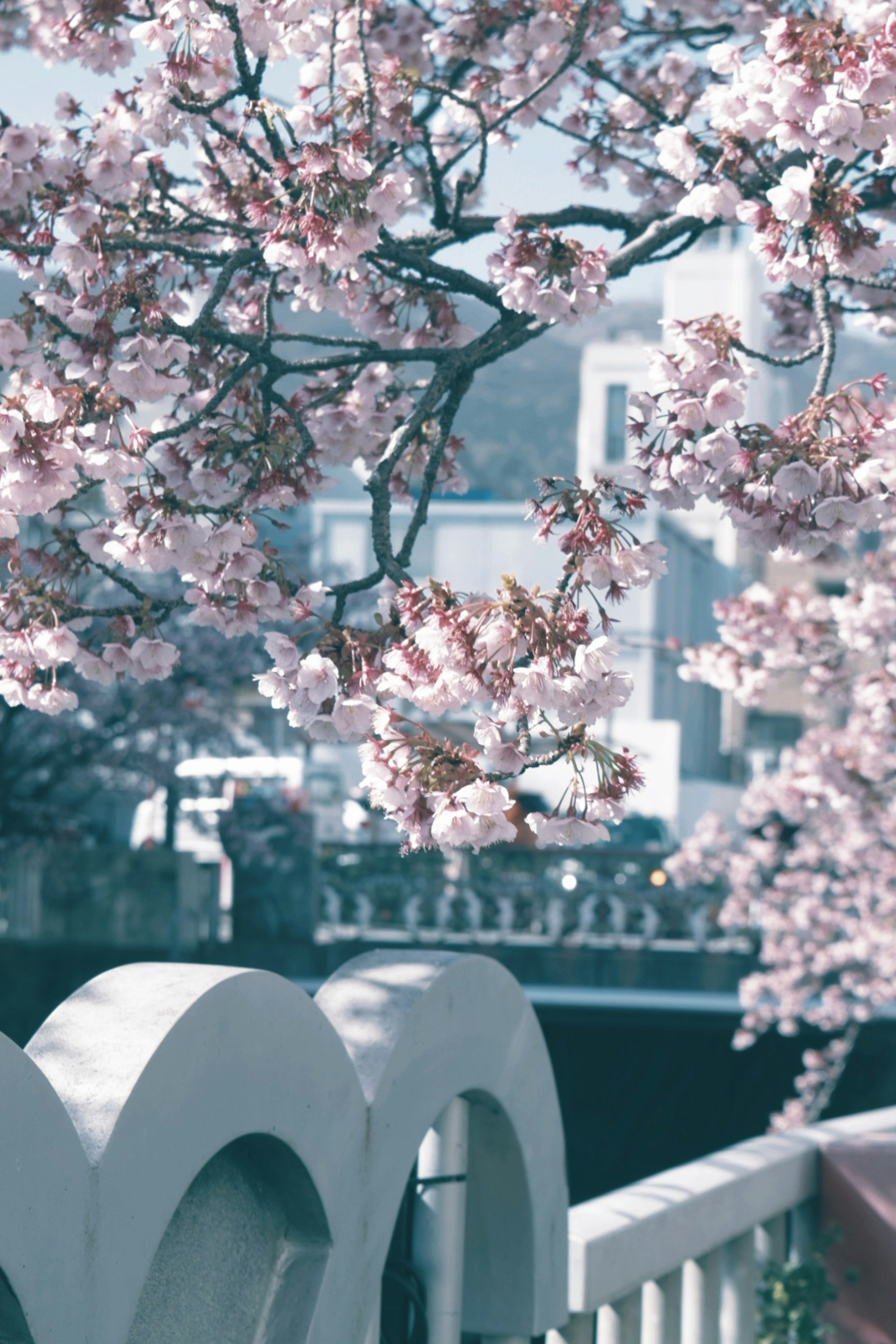 桜の花が咲く枝と白い柵の近景