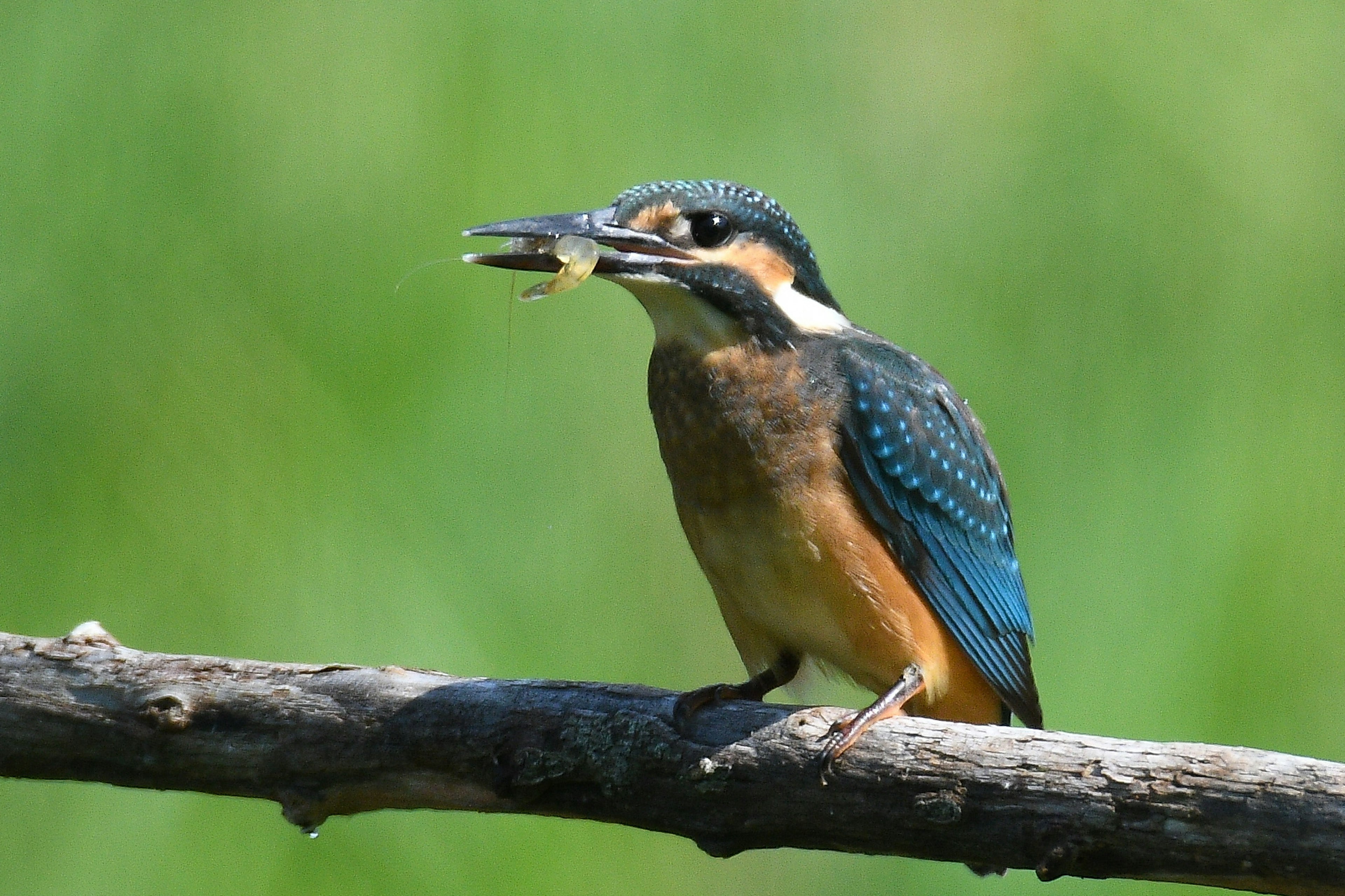 A kingfisher with blue feathers holding a fish