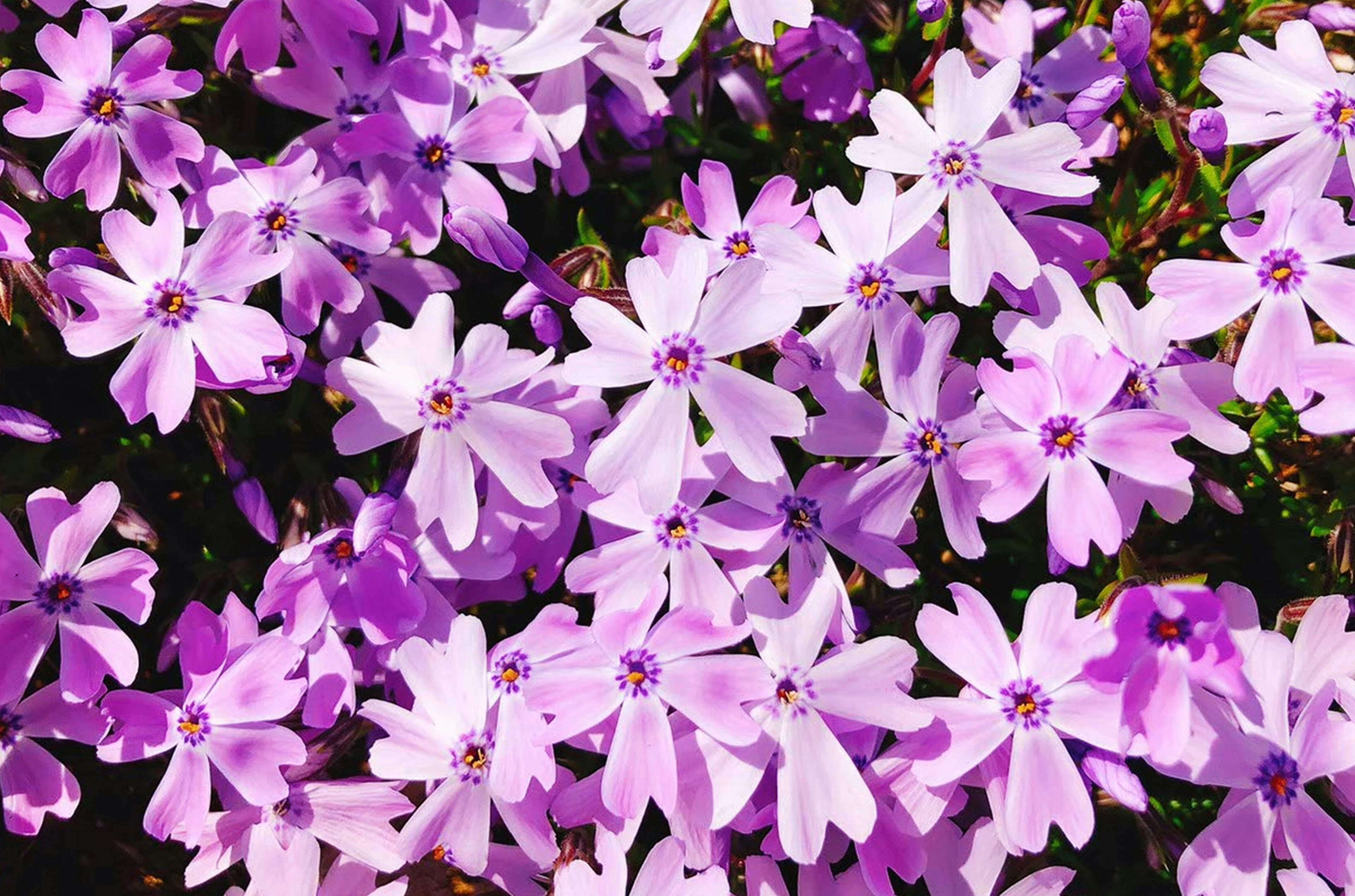 Una exhibición vibrante de flores moradas en plena floración