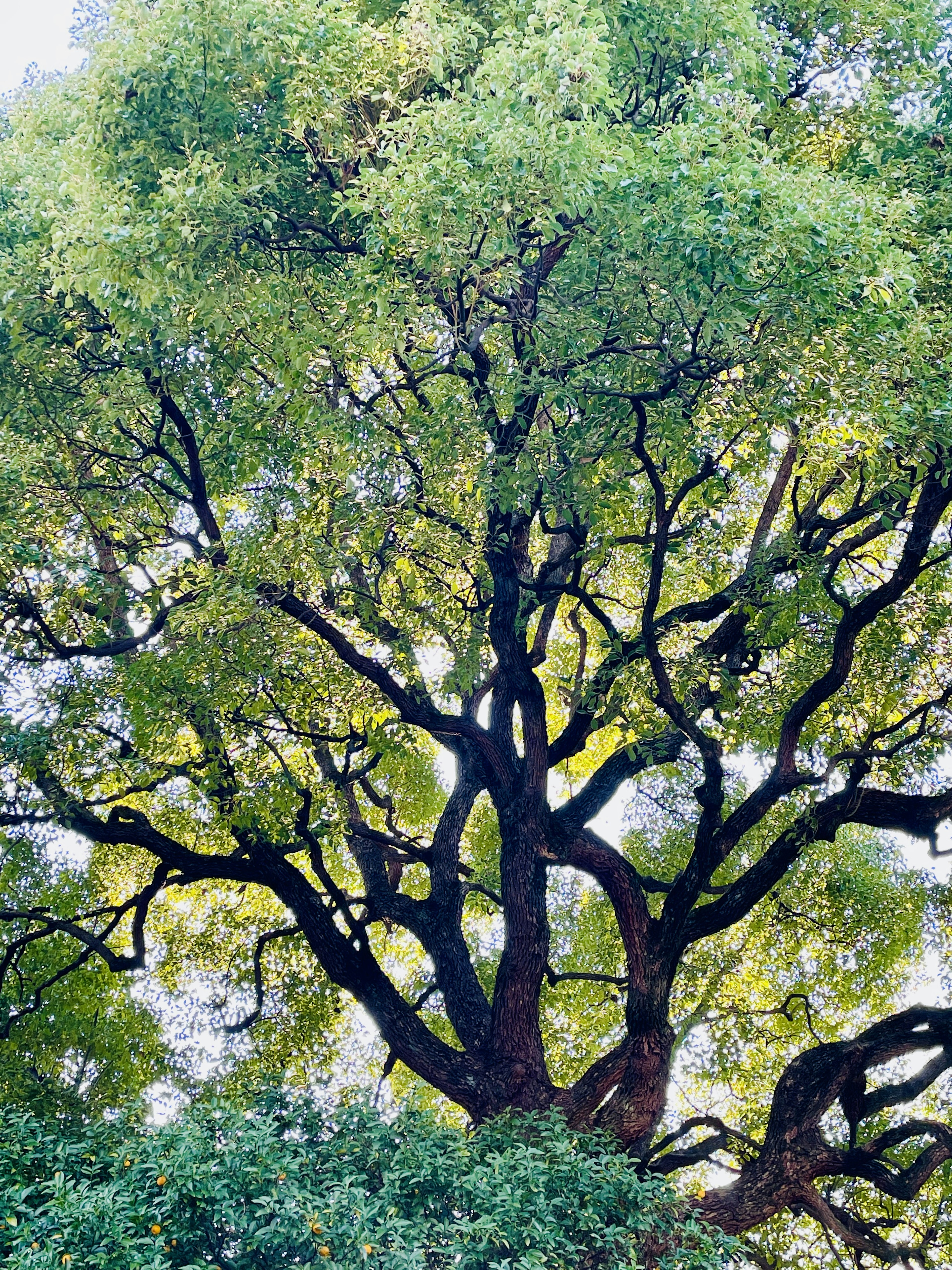 Large tree with sprawling branches and vibrant green leaves