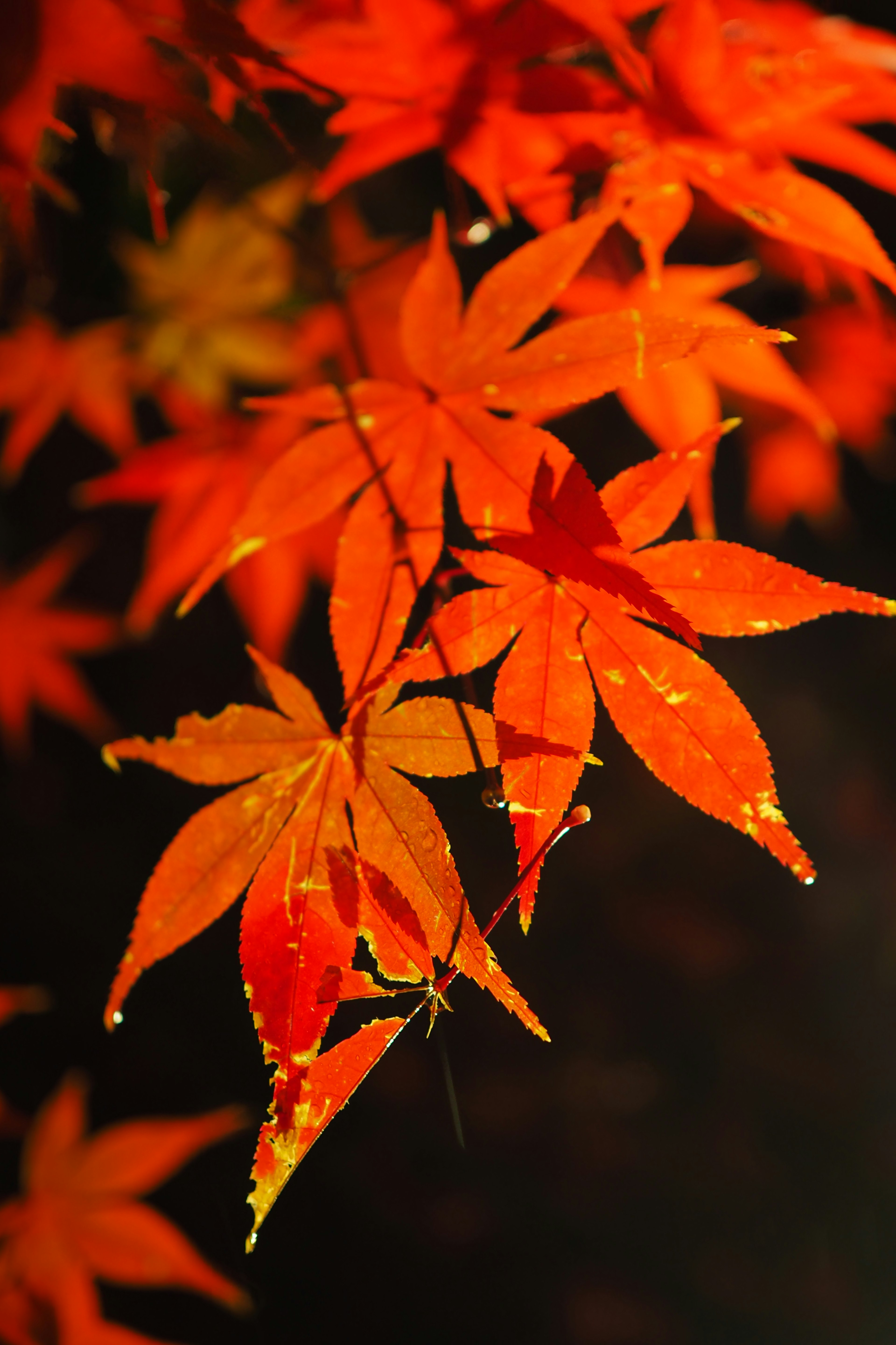 Daun maple merah cerah di latar belakang gelap