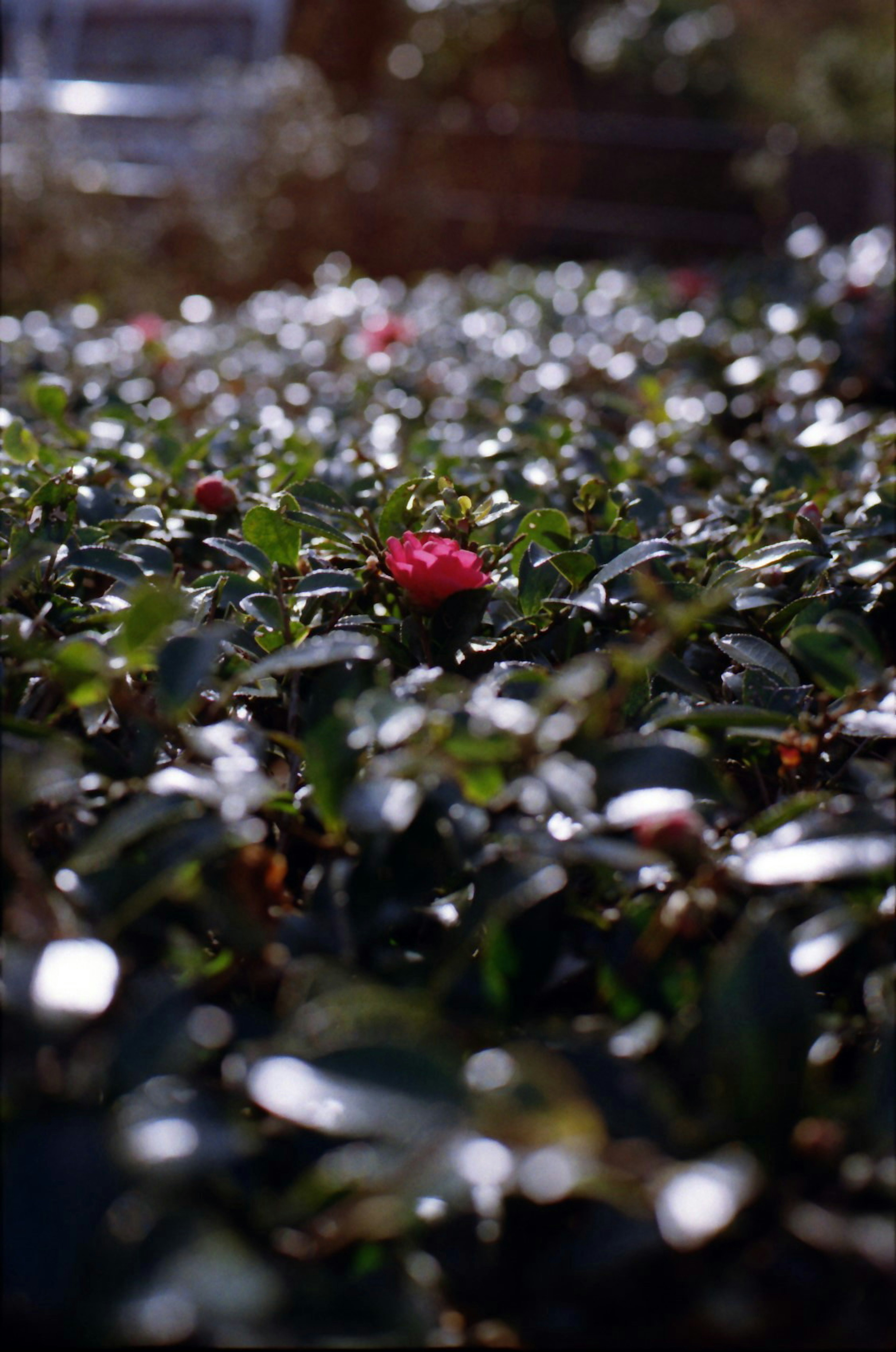 Primo piano di foglie verdi con un fiore rosso tra di esse