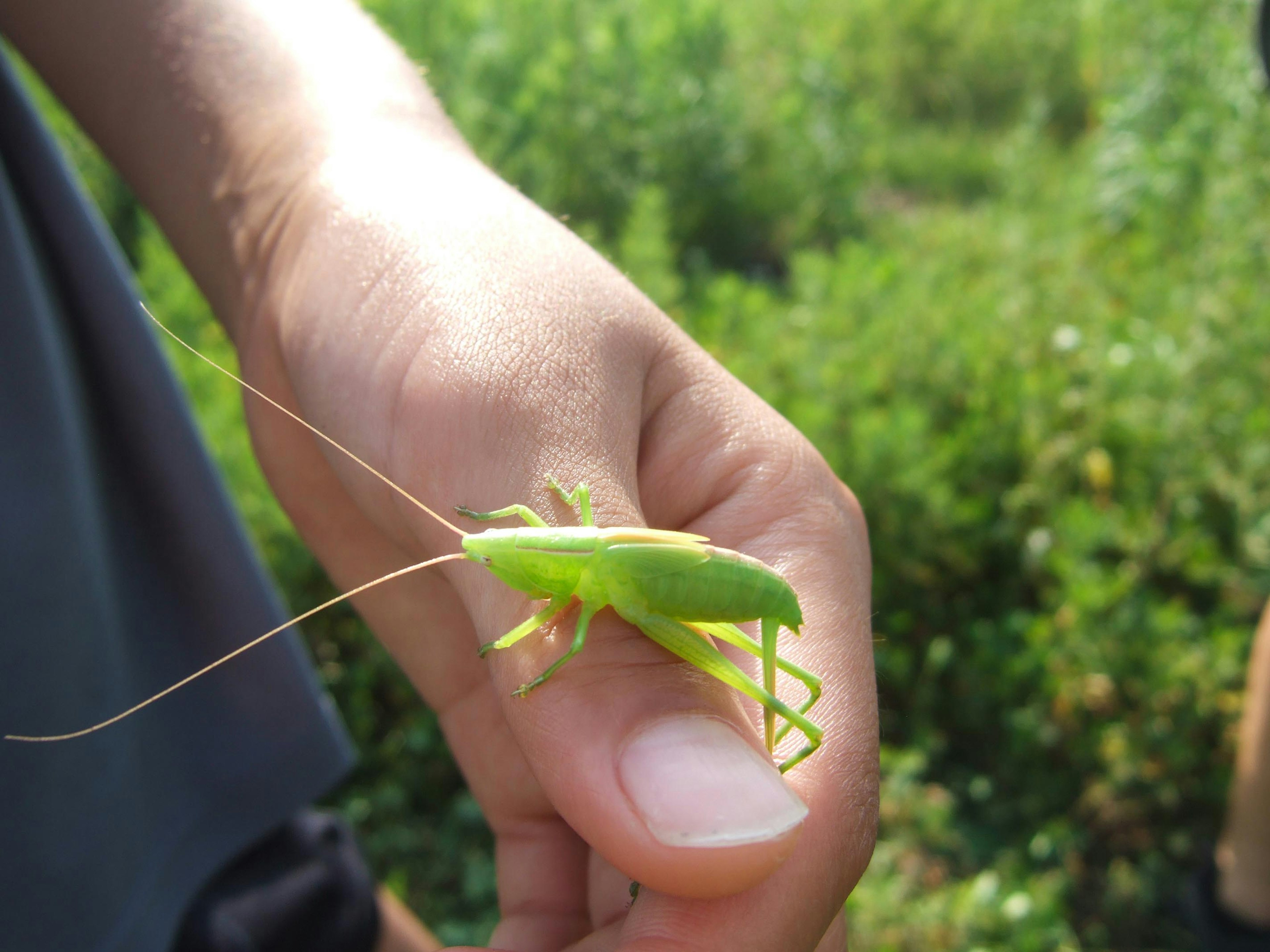 Un grillo verde tenuto in una mano con uno sfondo di verde