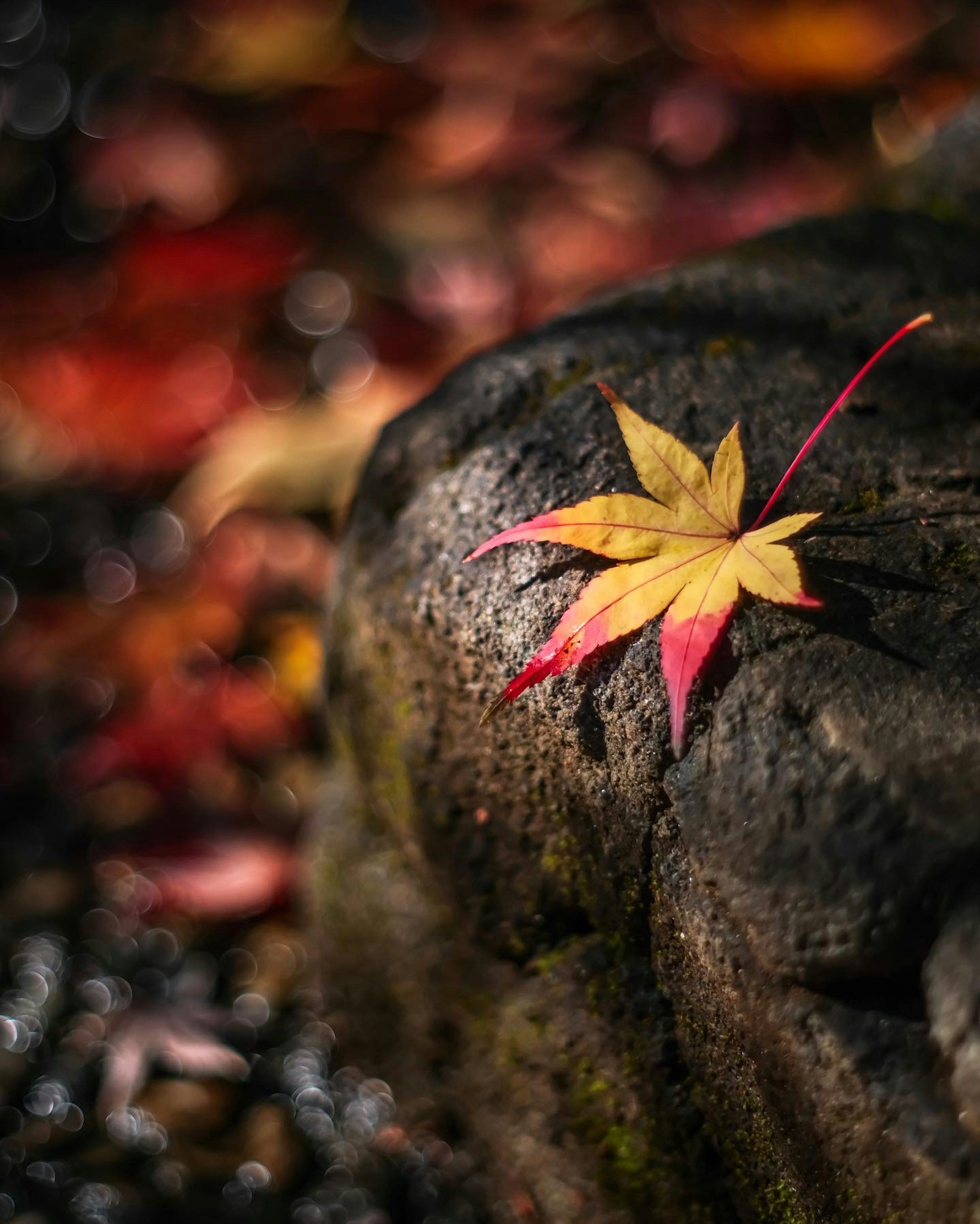 Une feuille rouge et jaune reposant sur une pierre dans un paysage d'automne