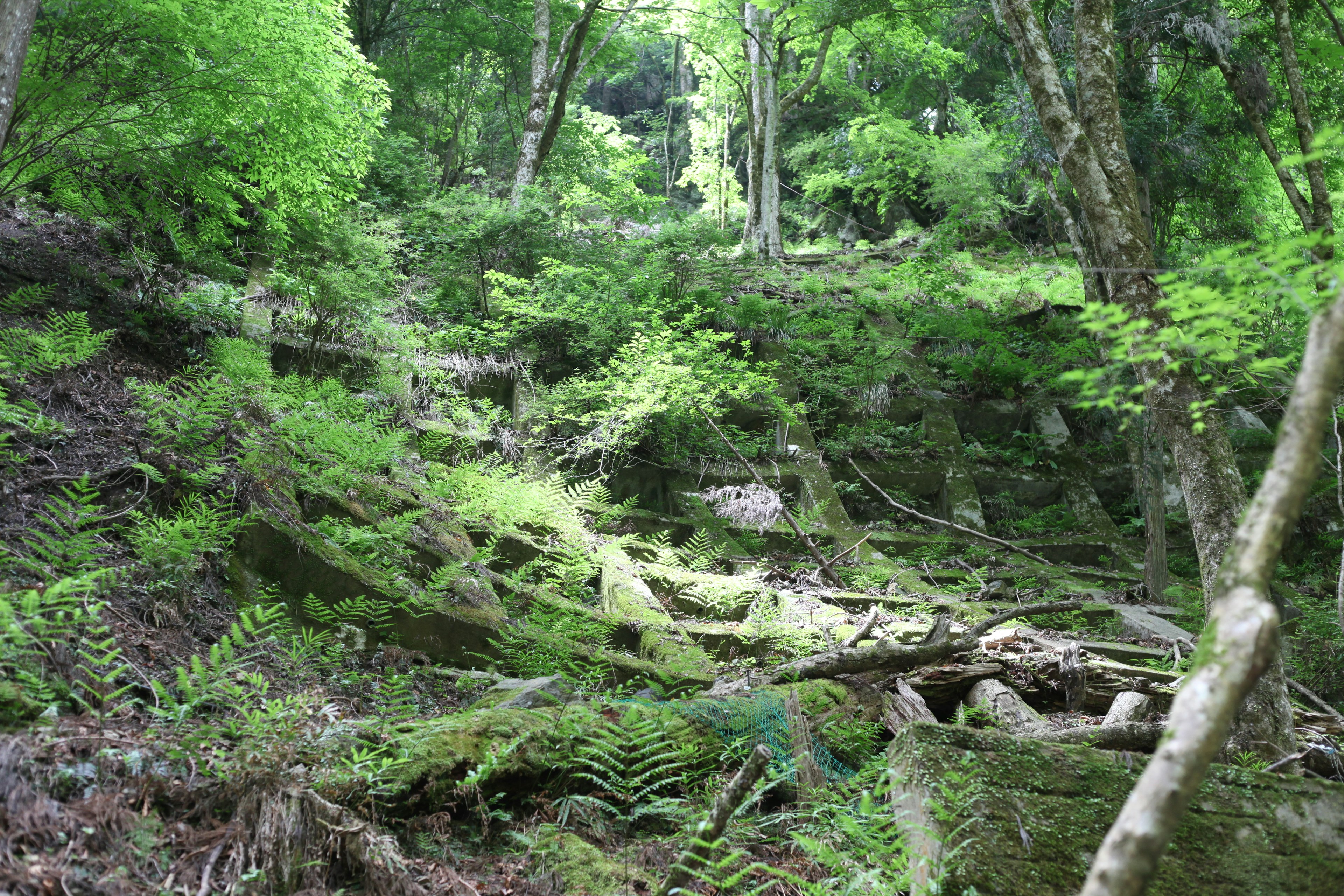 Üppiger Waldweg mit umgefallenen Bäumen