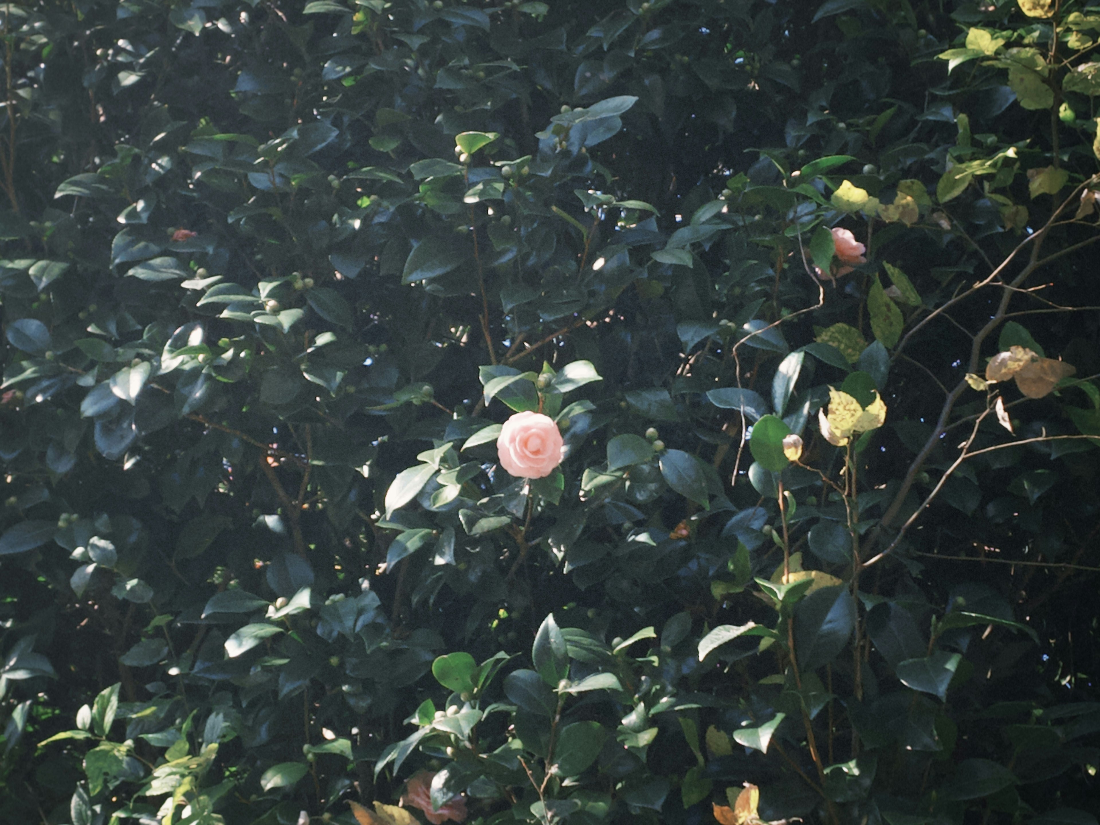 A pale pink flower surrounded by green leaves