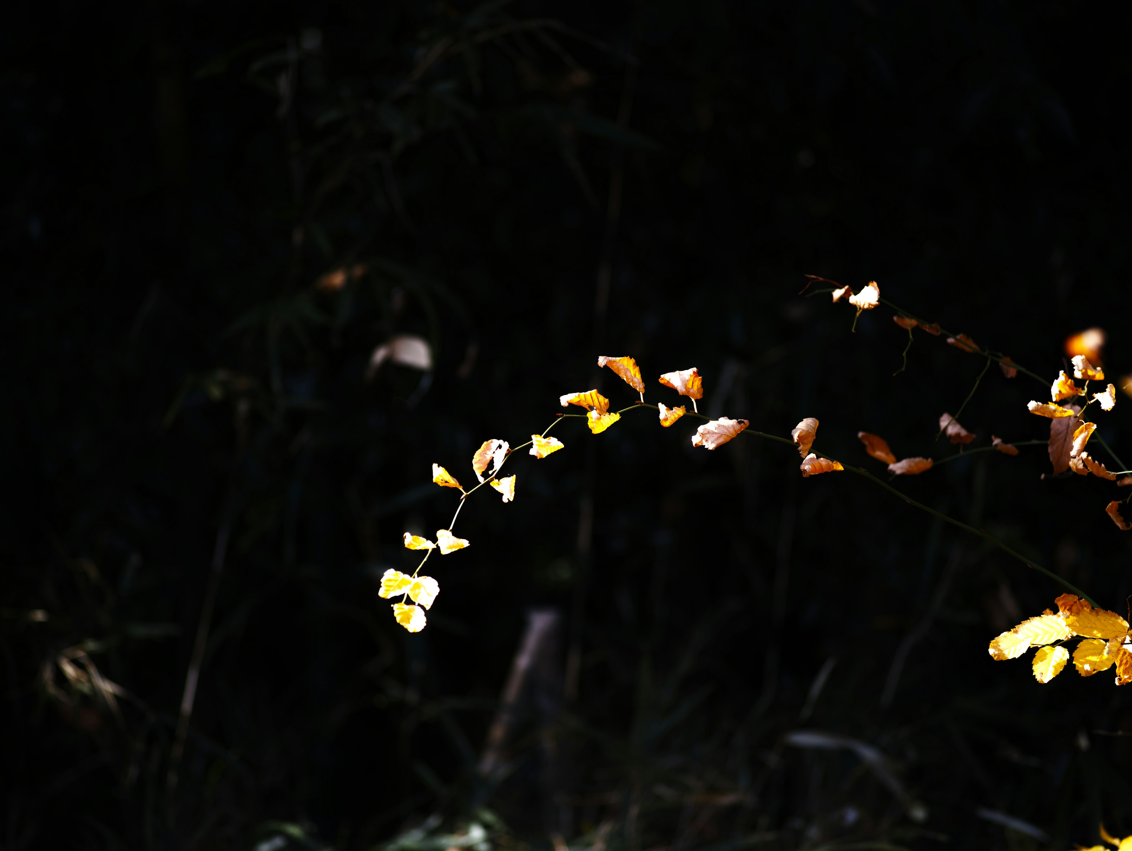 Branche de feuilles brillantes dans l'obscurité