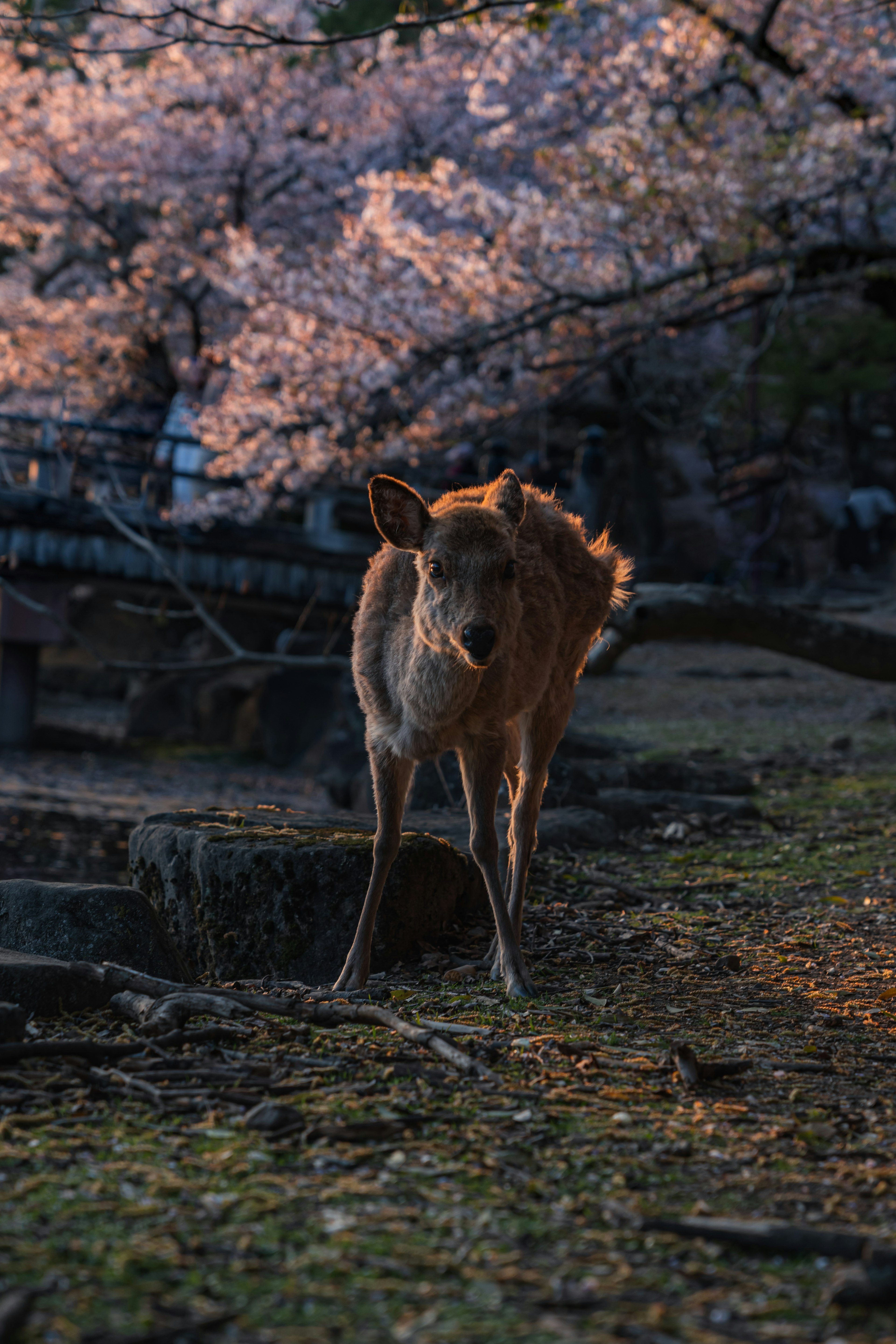 桜の木の下に立つ鹿の姿夕暮れの柔らかい光に照らされている