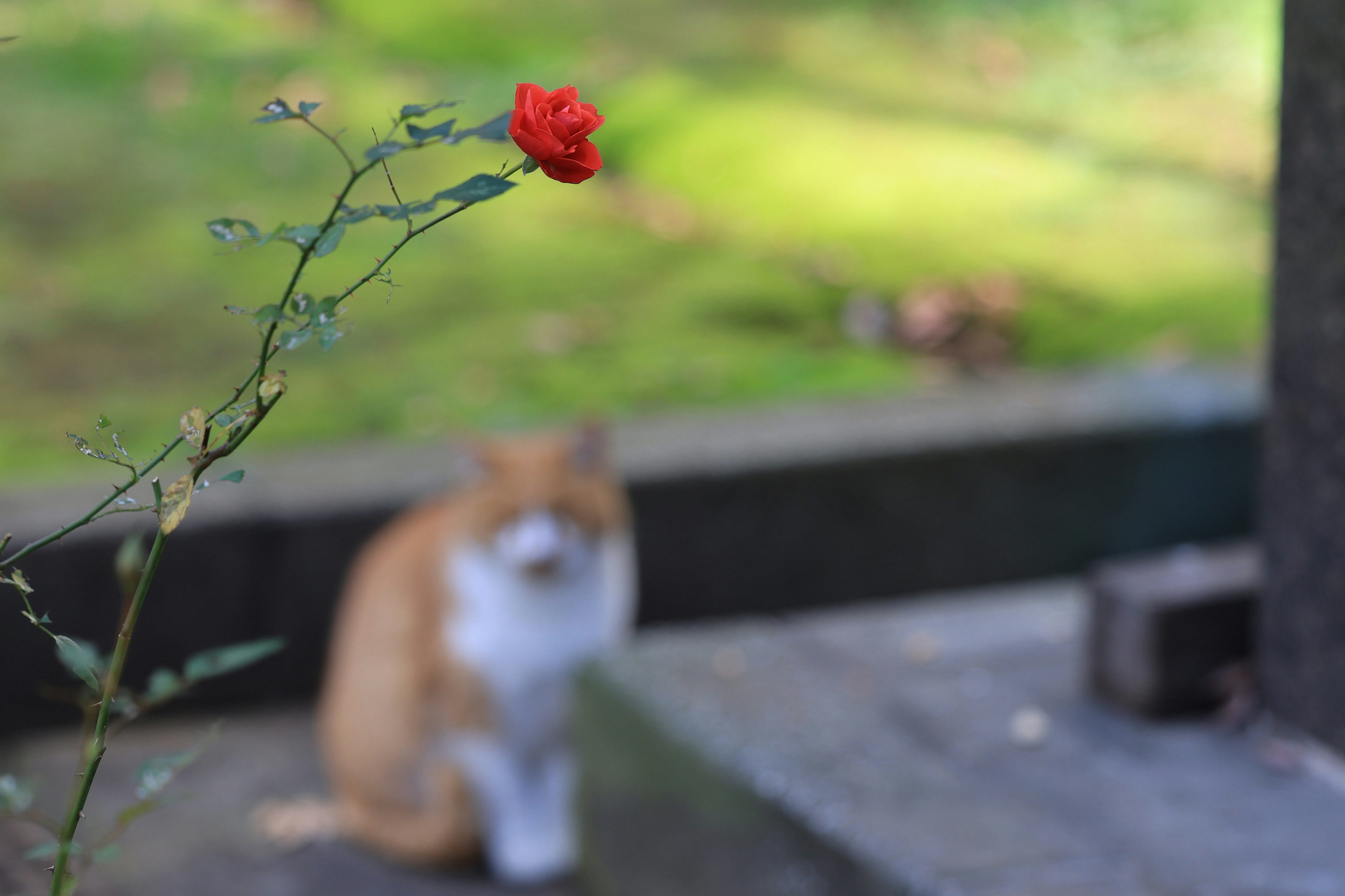 Una rosa rossa a fuoco con un gatto arancione sfocato sullo sfondo