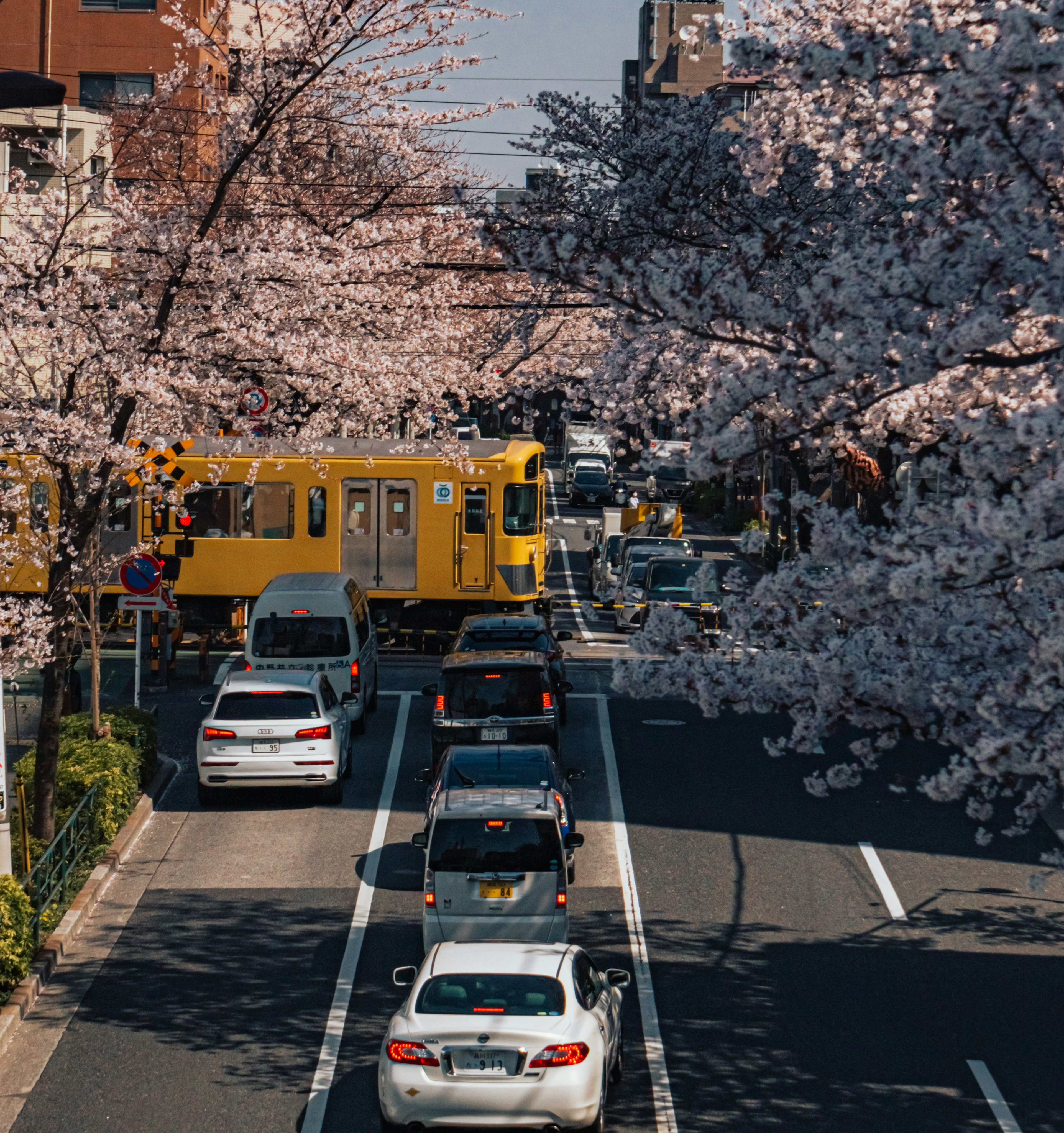 桜の木に囲まれた都市の道路で黄色い電車と車が行き交う風景