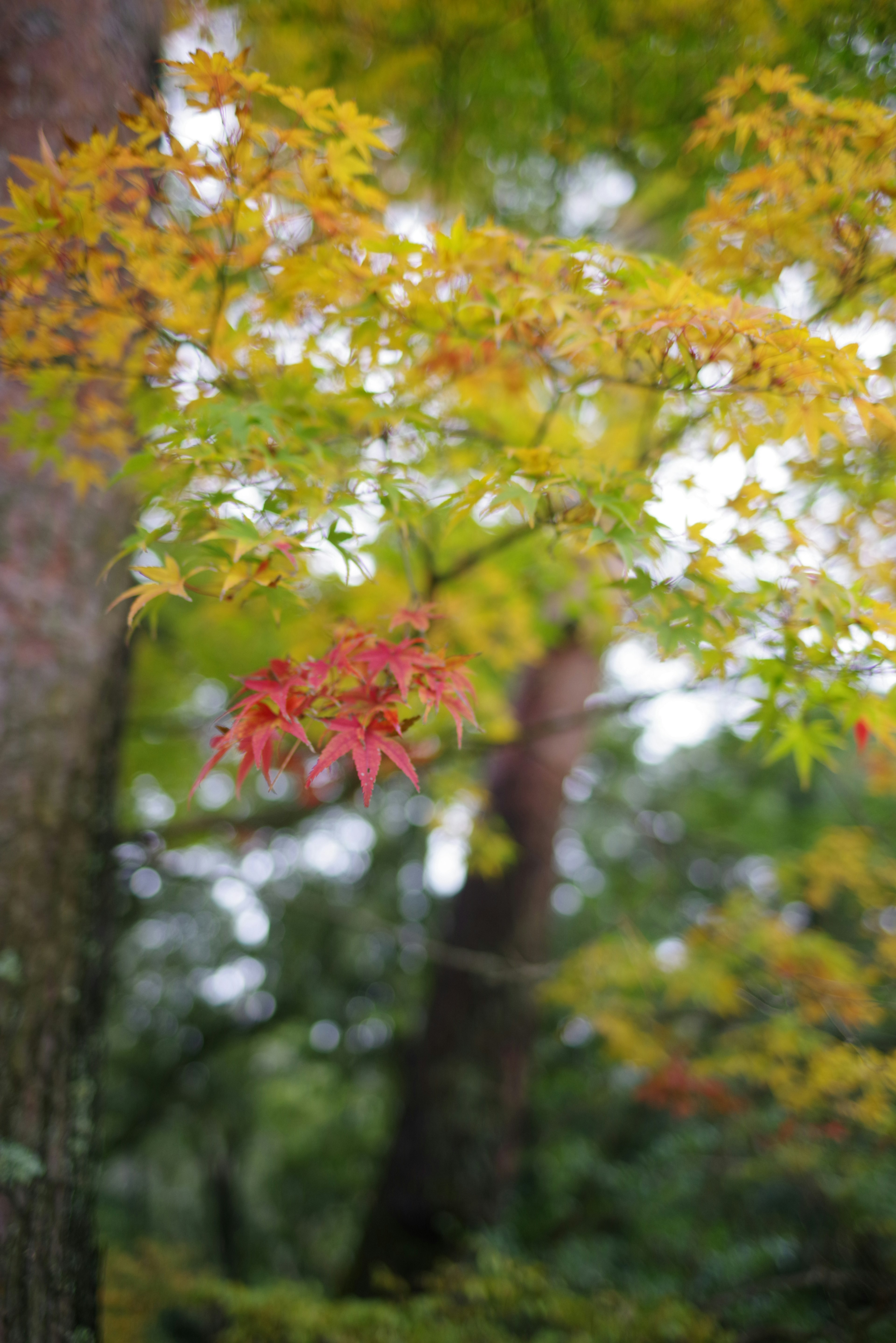 Hermosa escena de otoño con hojas amarillas y rojas