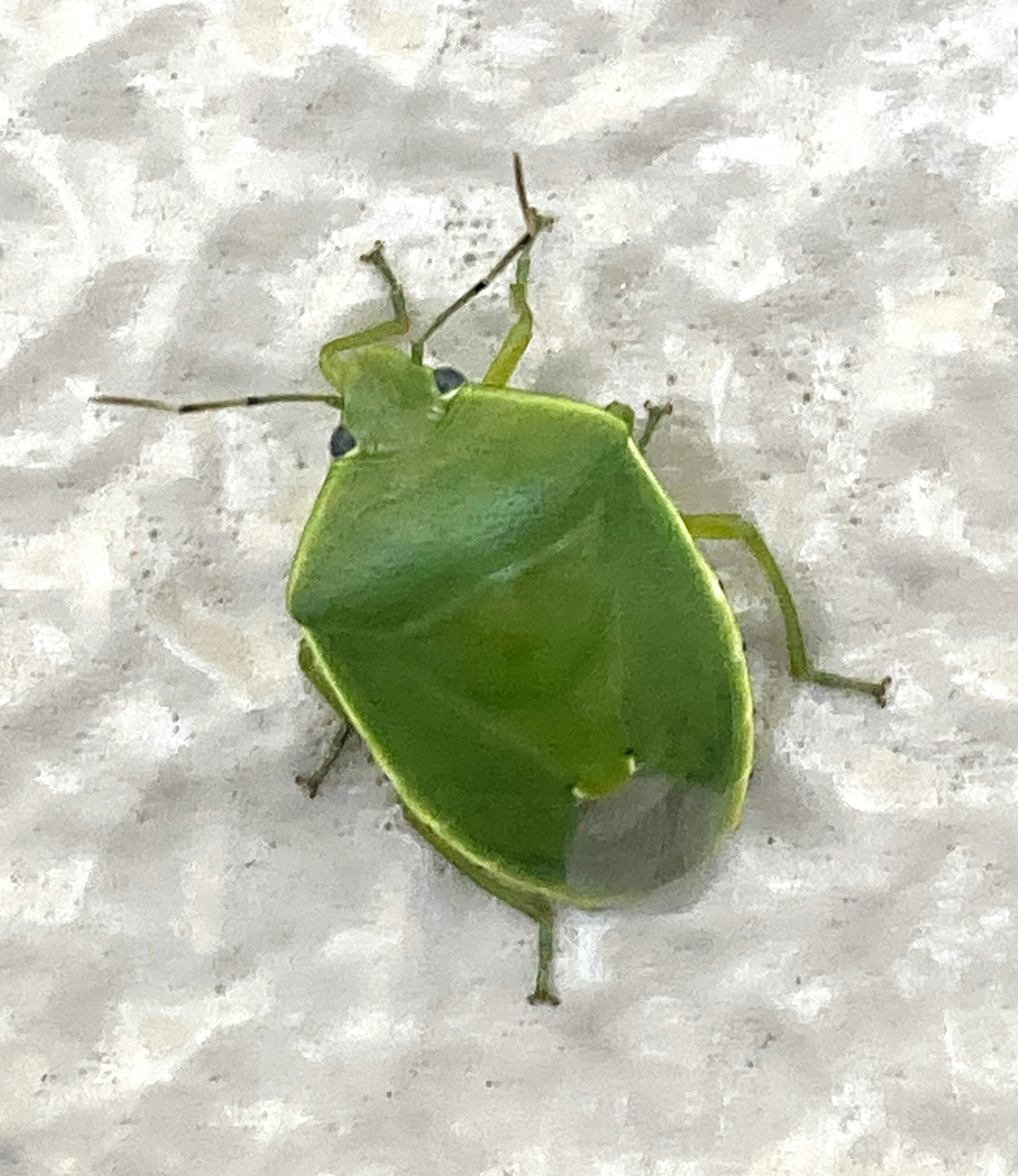 Green insect resting on a textured white surface