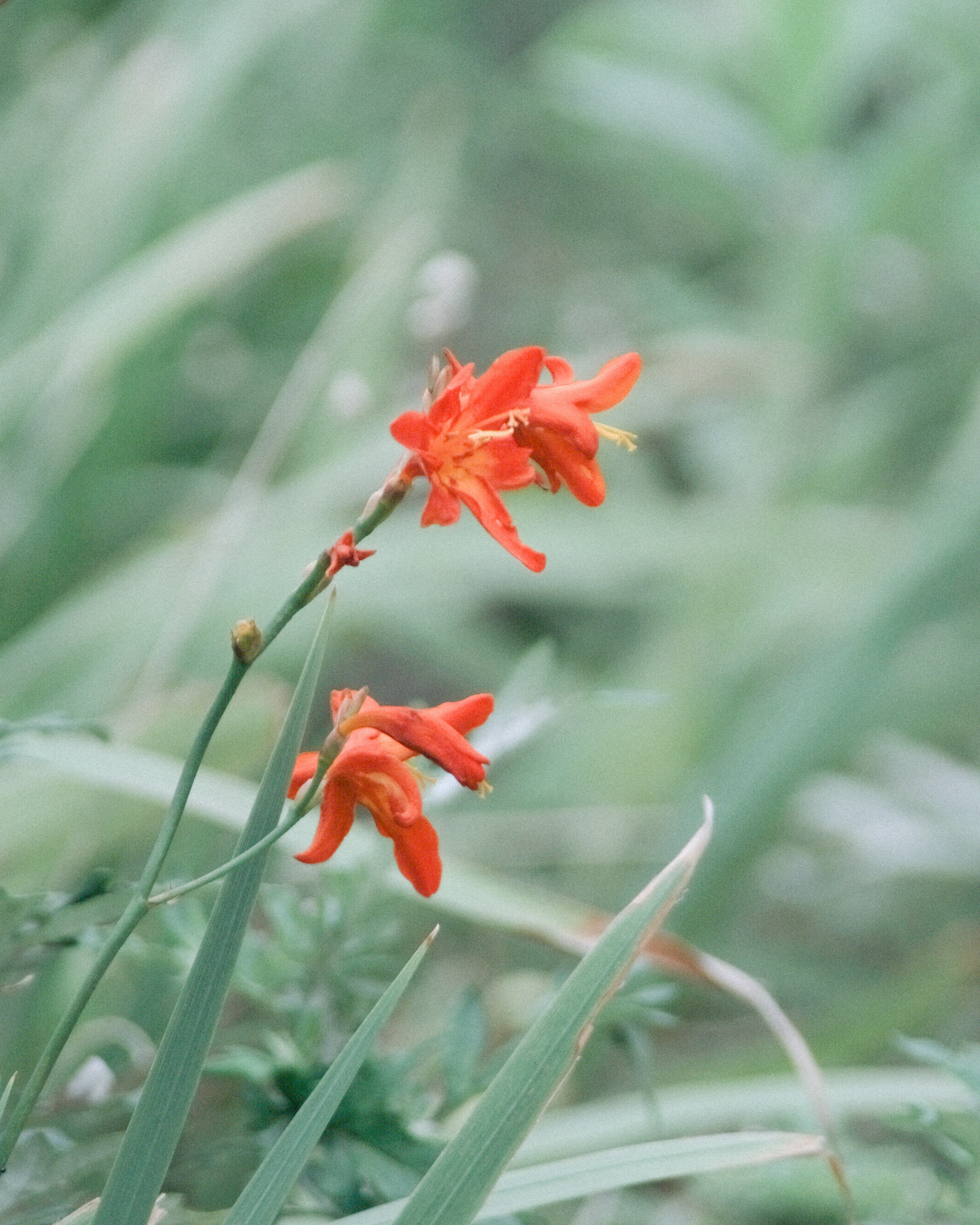 Vibrant orange flowers surrounded by green leaves