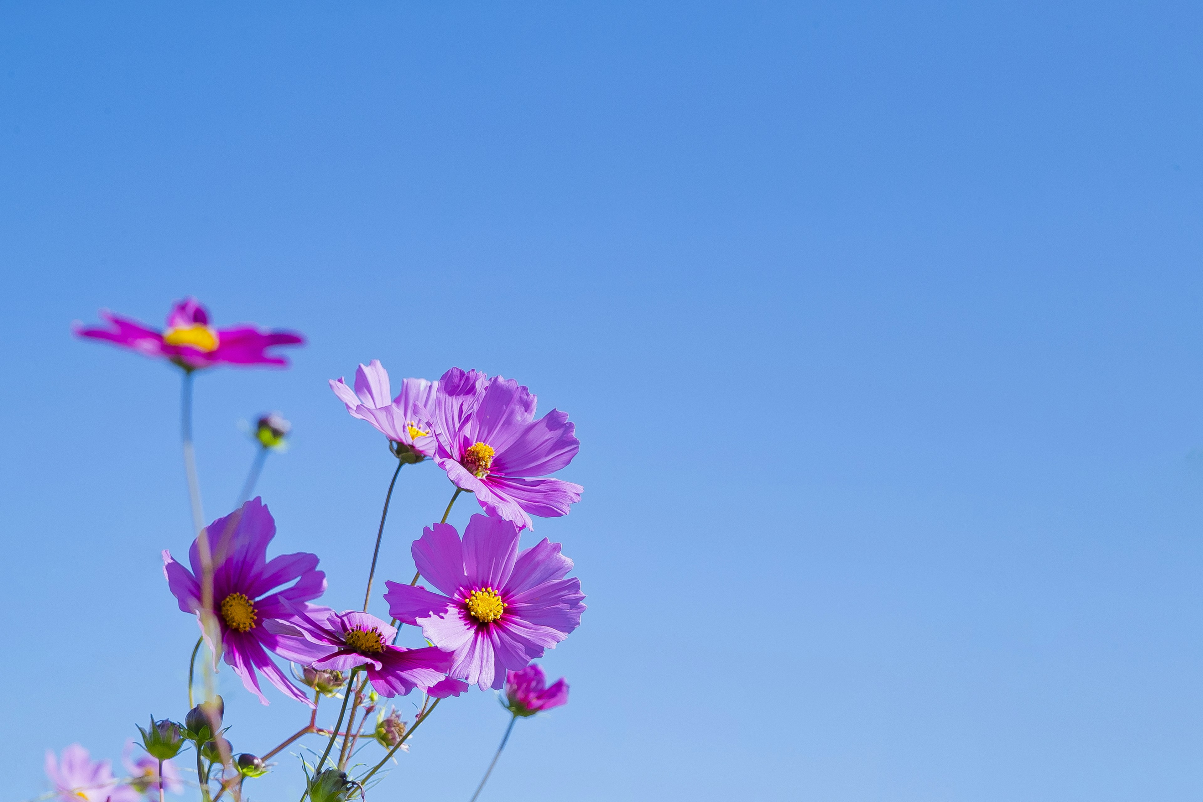 青空を背景にしたピンクの花々のクローズアップ