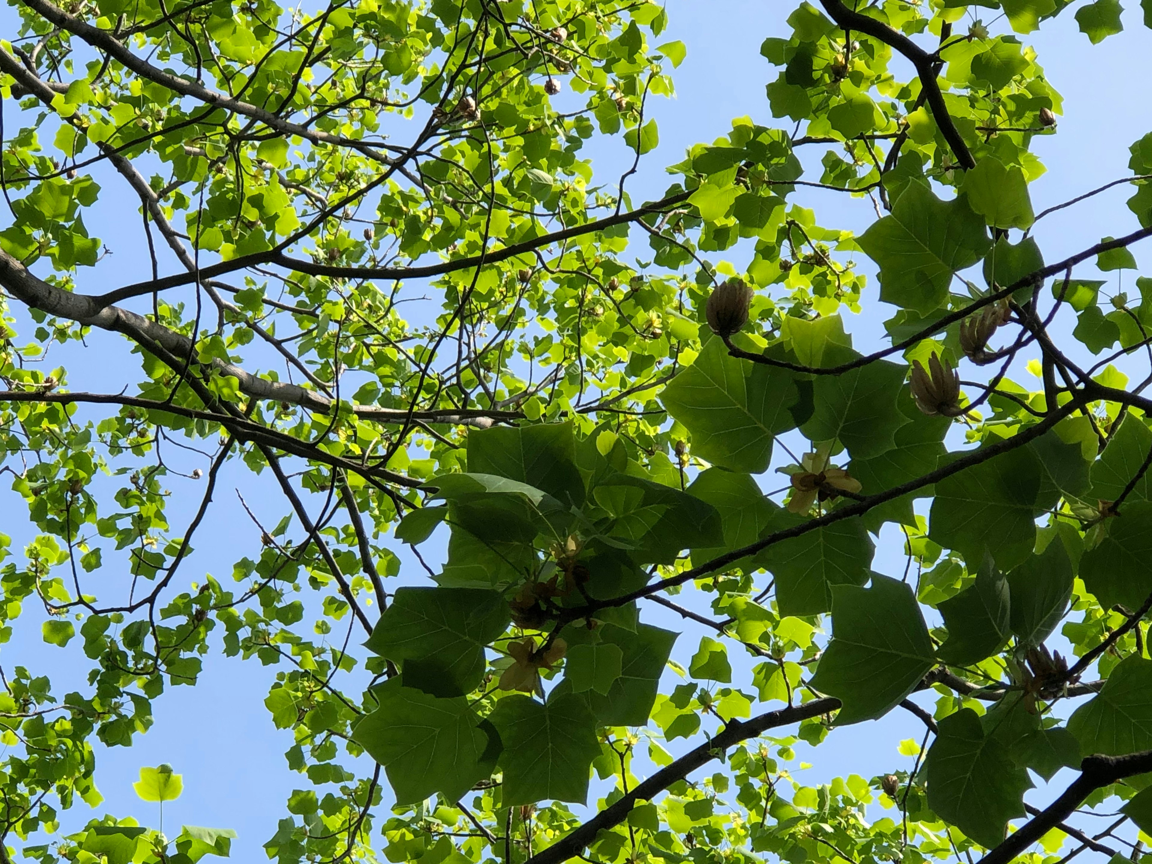 Close-up of green leaves and branches under a blue sky