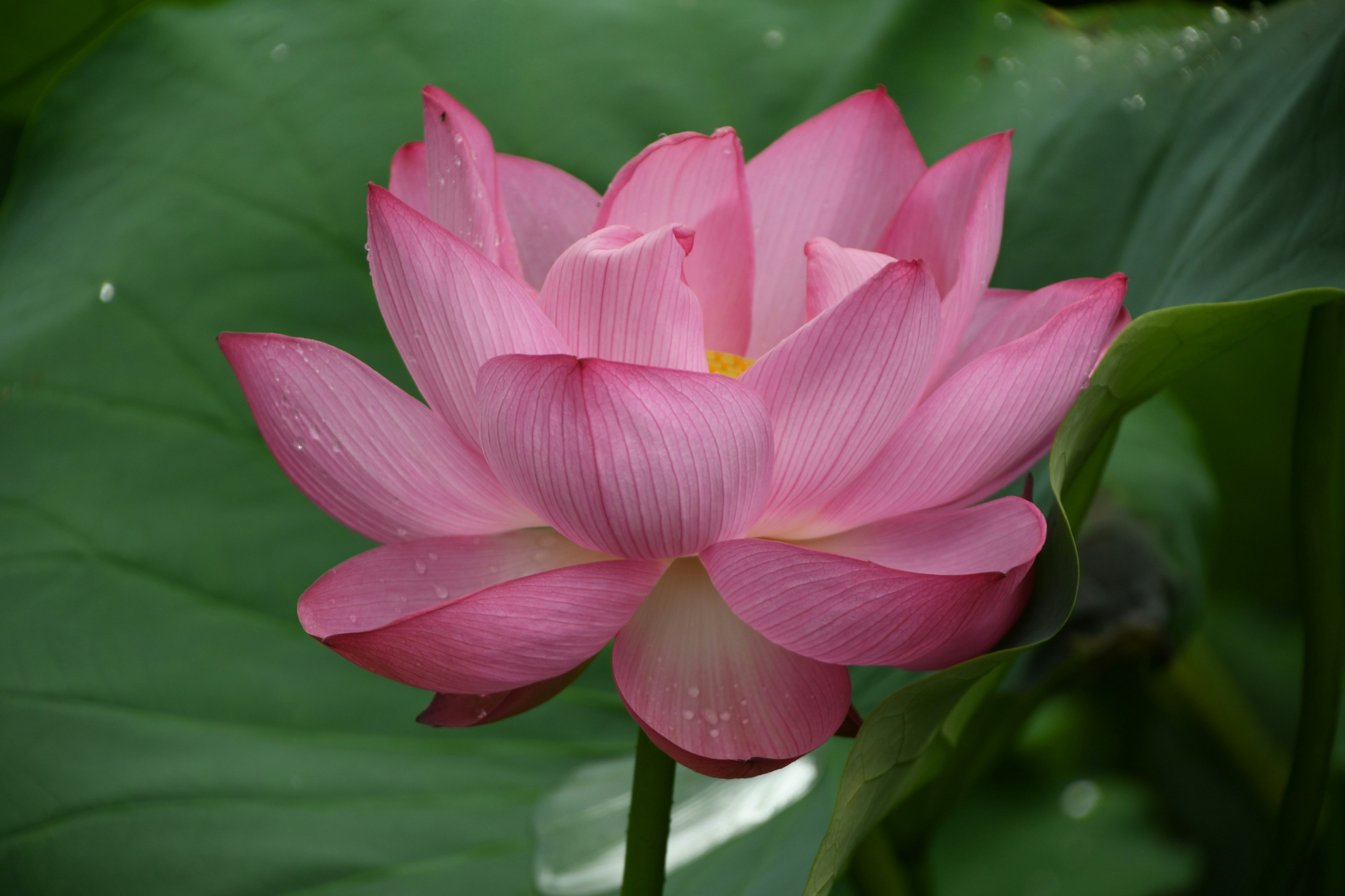 A beautiful pink lotus flower blooming above green leaves