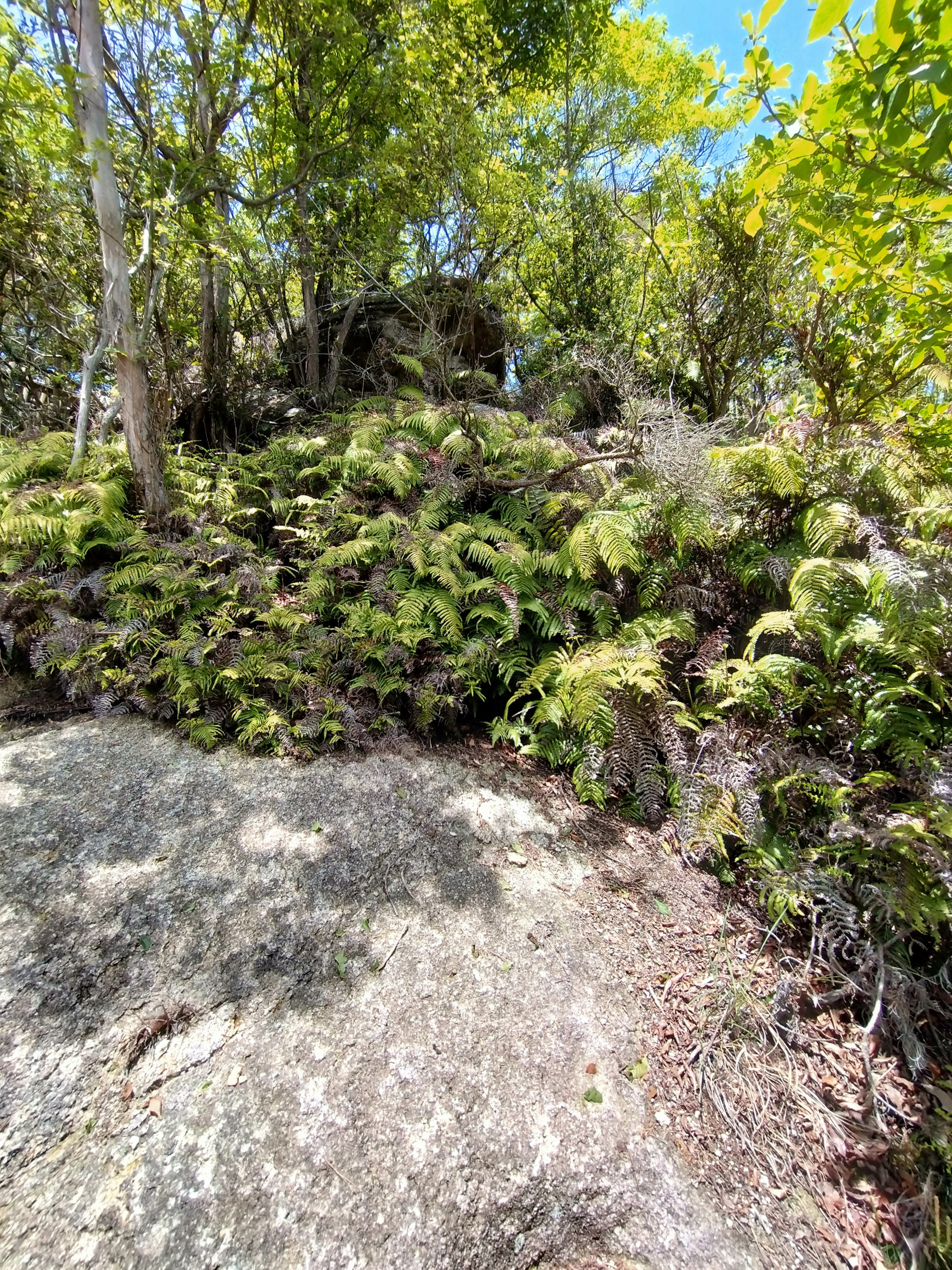 郁郁葱葱的森林场景，岩石和蕨类植物在坡上