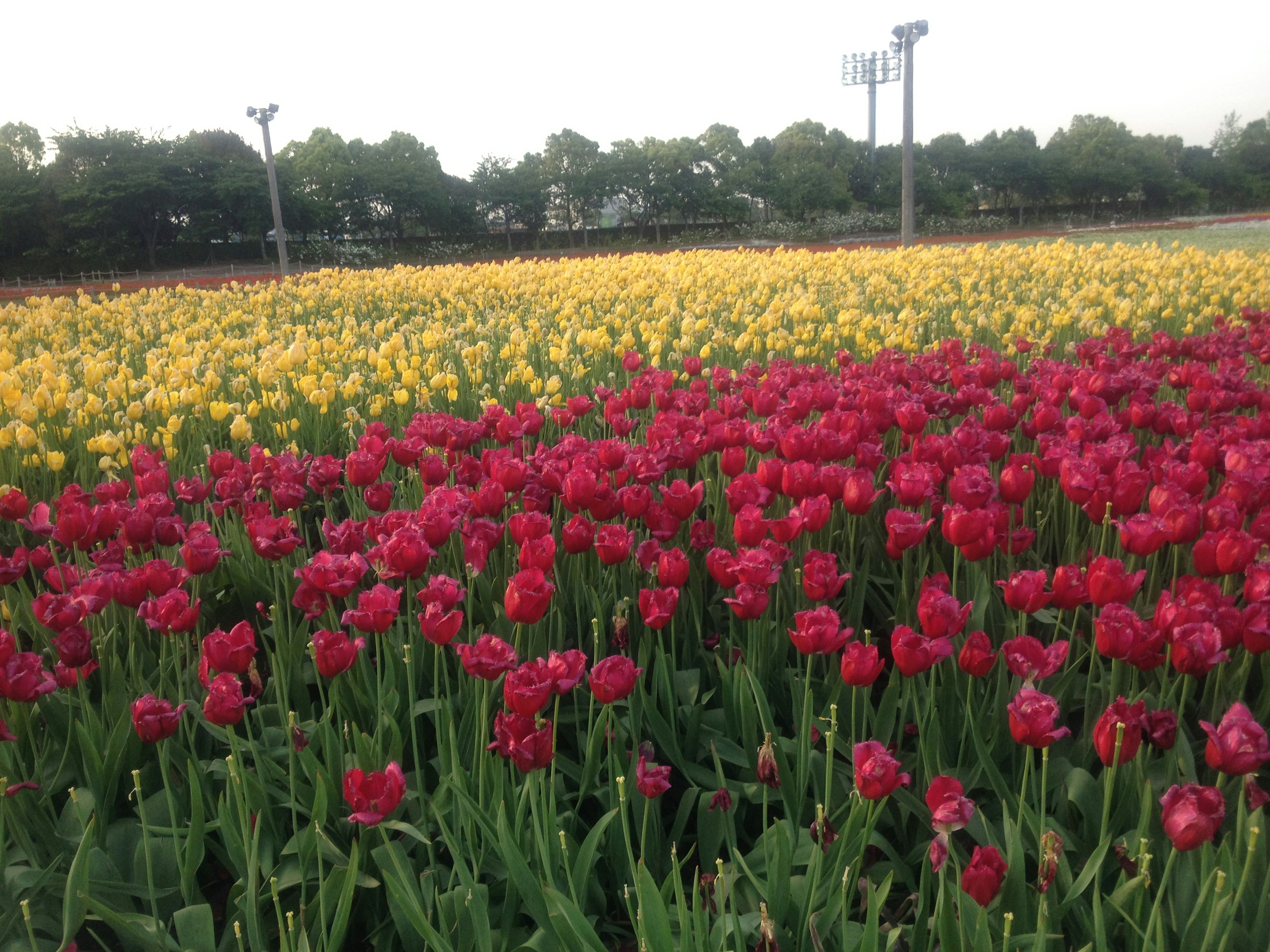 Un campo di tulipani vibranti con fiori rossi e gialli in piena fioritura