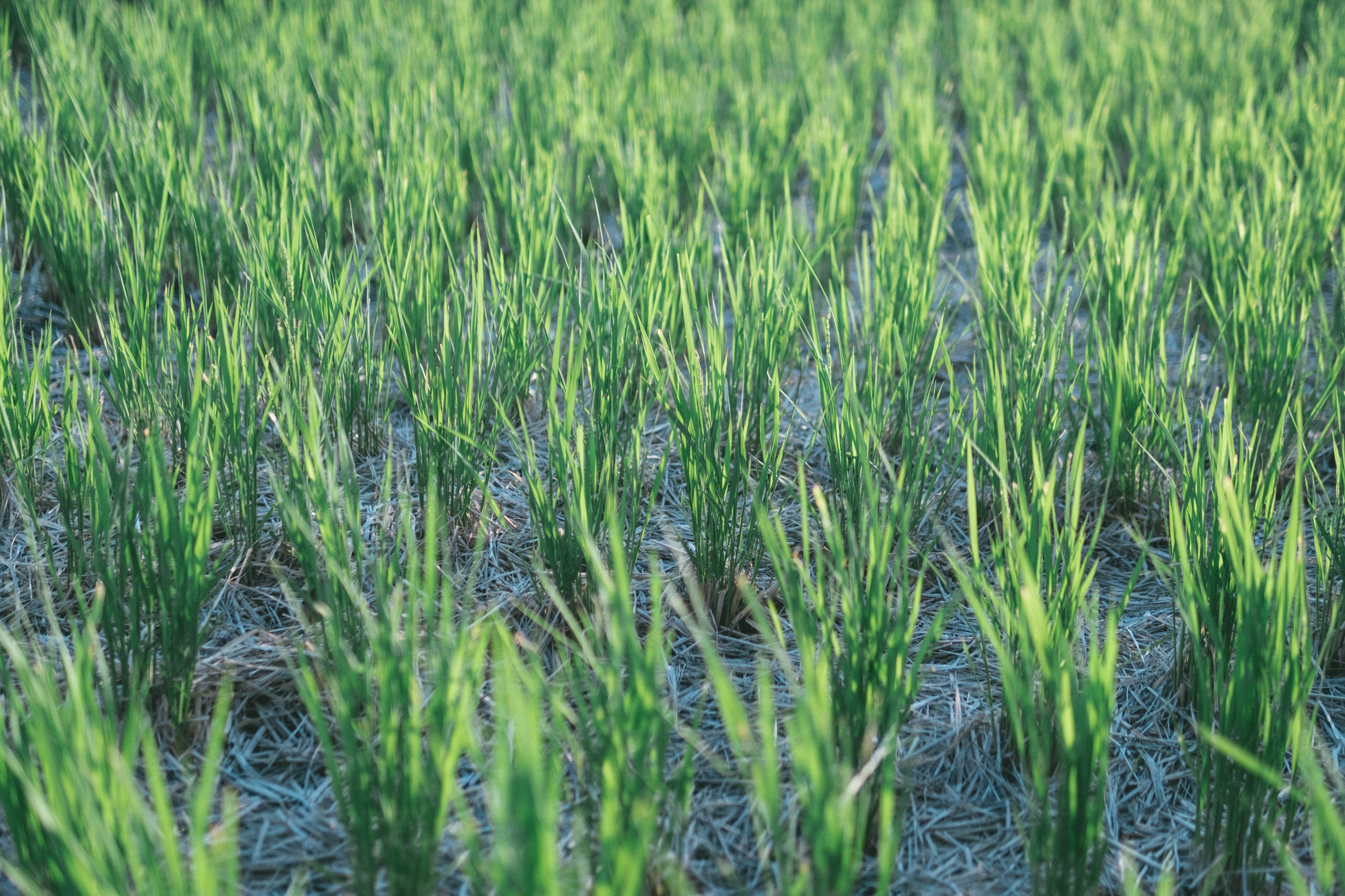 Primo piano di un campo di riso verde lussureggiante