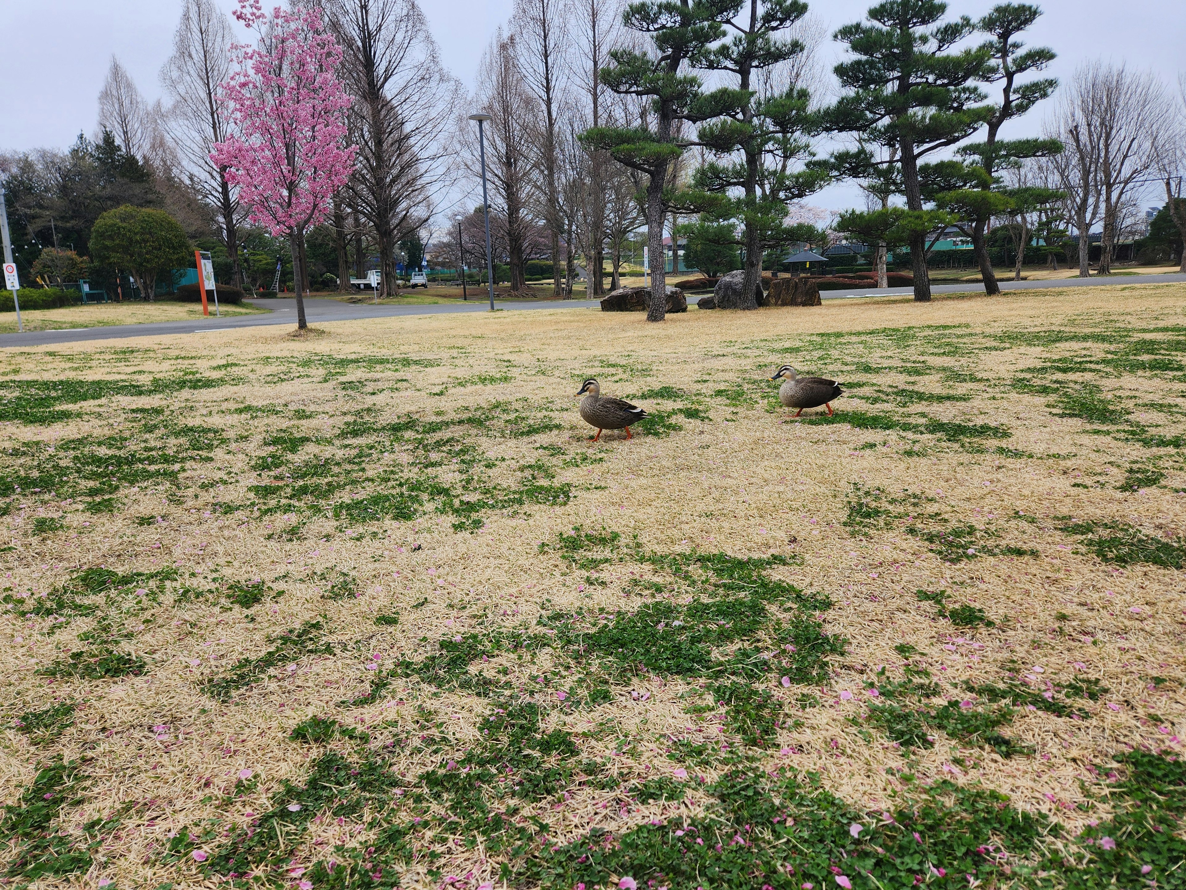 公園草地上的兩隻鳥和櫻花樹