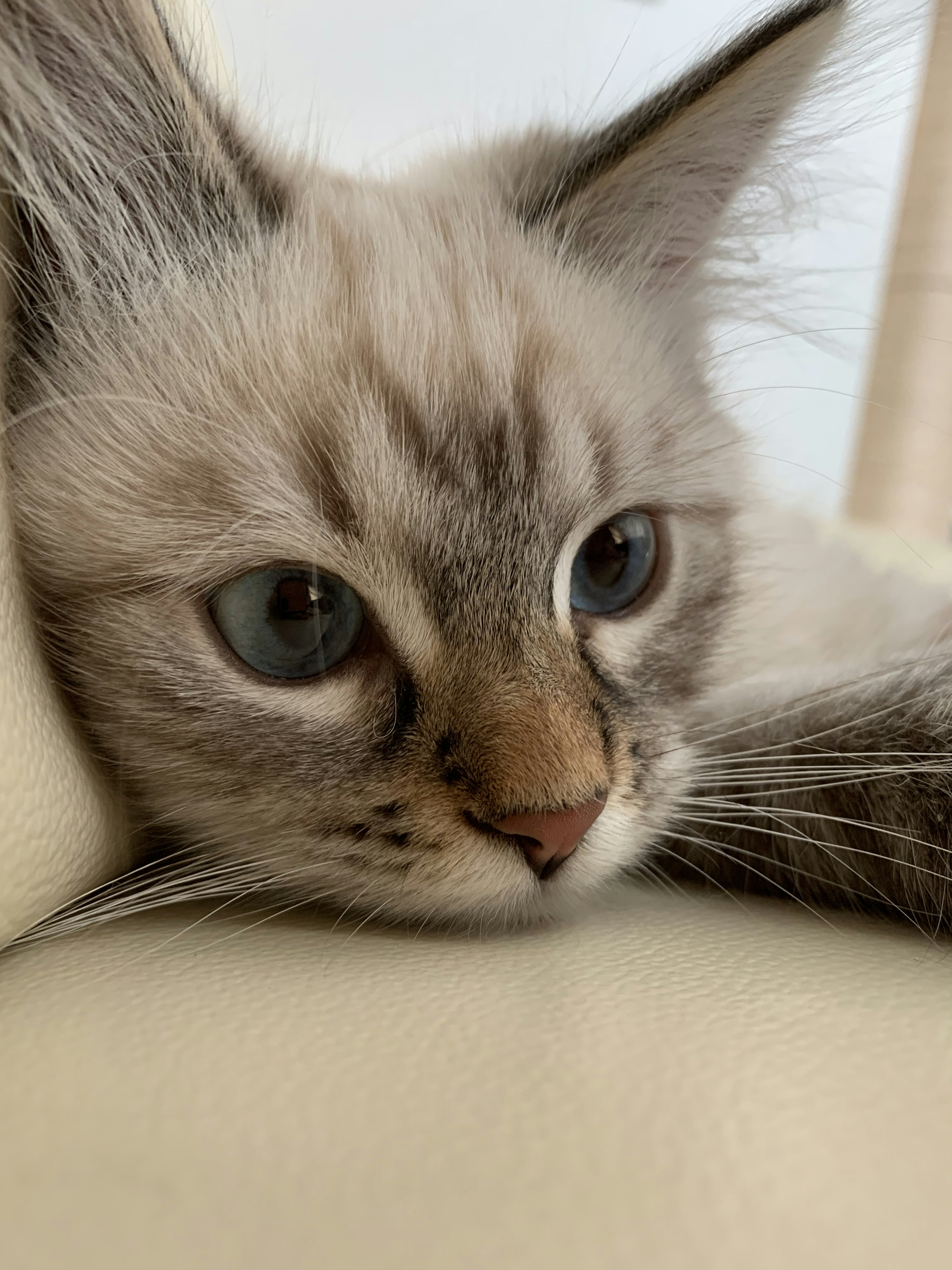 A cat with white fur and blue eyes lying on a sofa