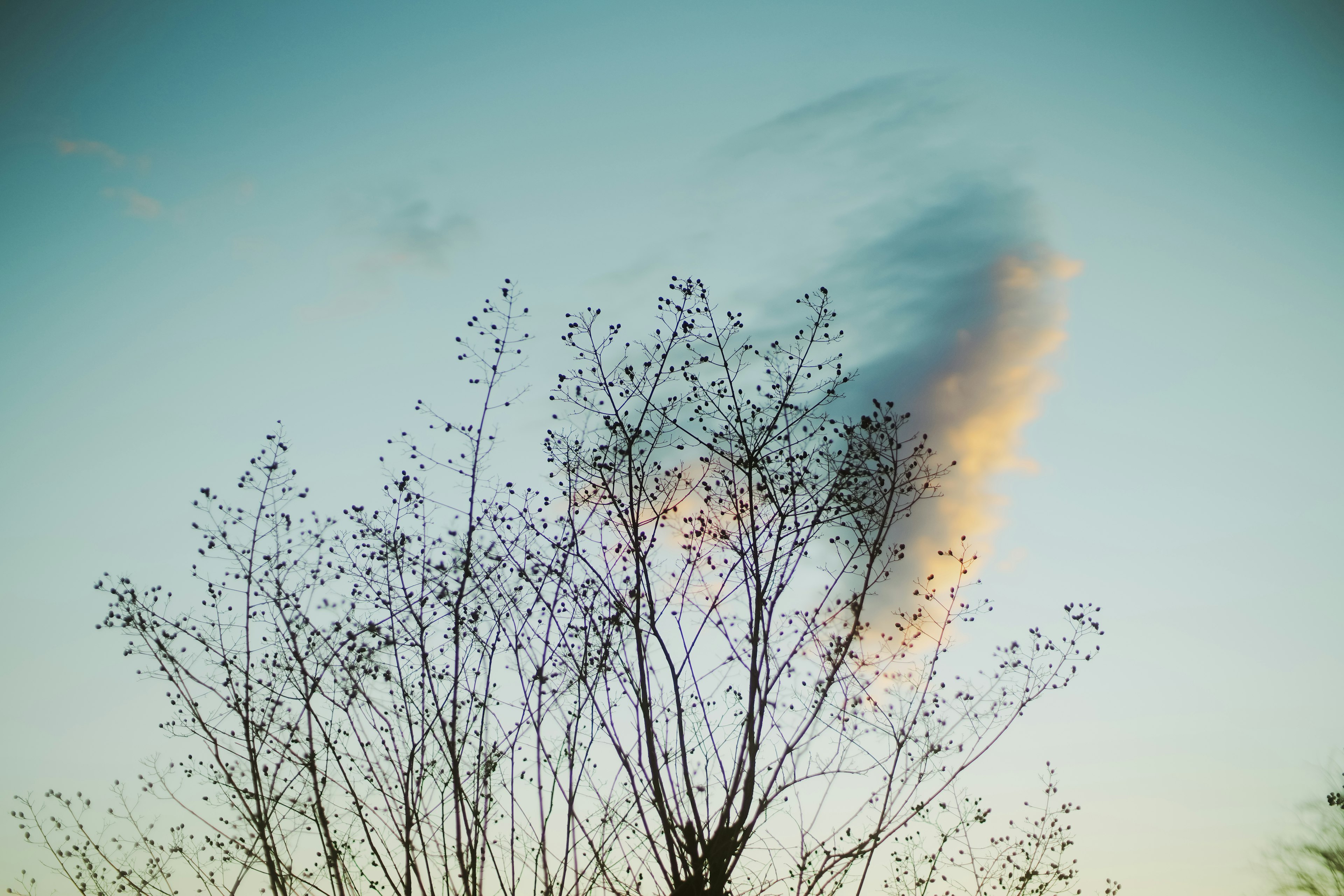 青空と雲を背景にした細い枝の木