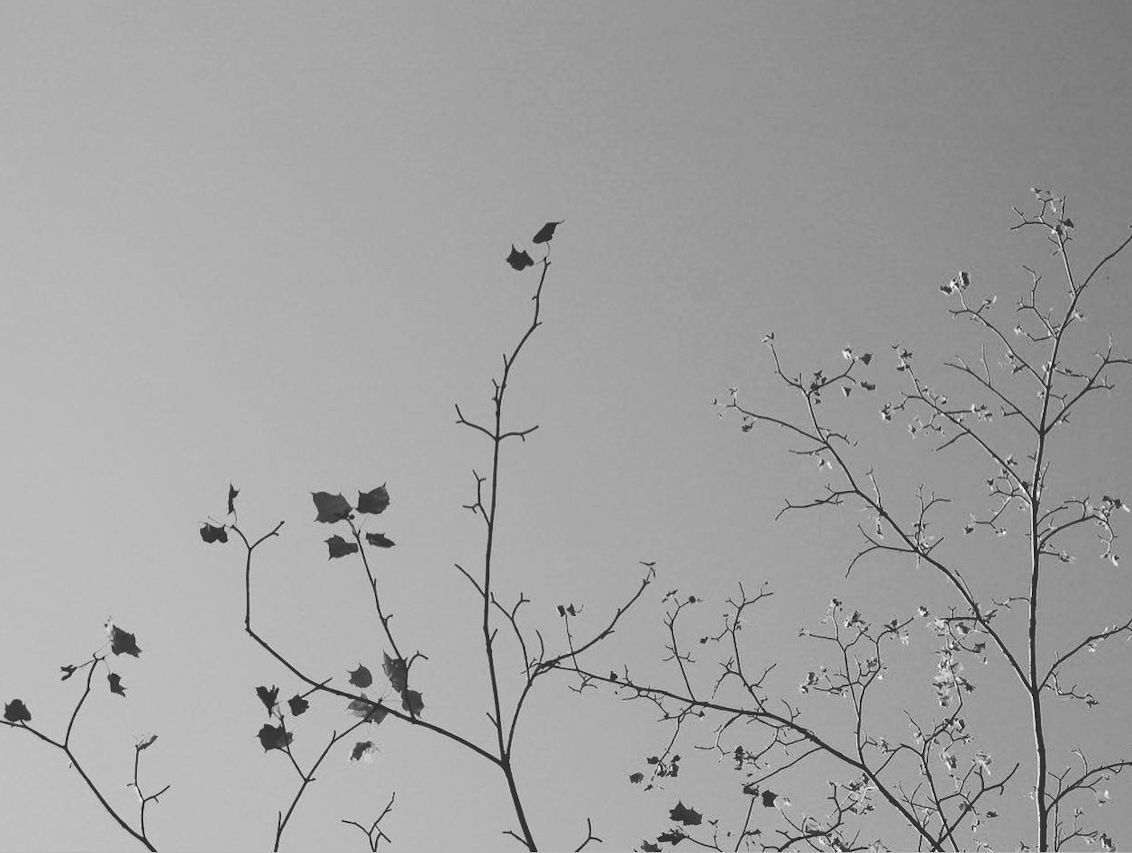 Thin branches and leaves stretching towards a gray sky