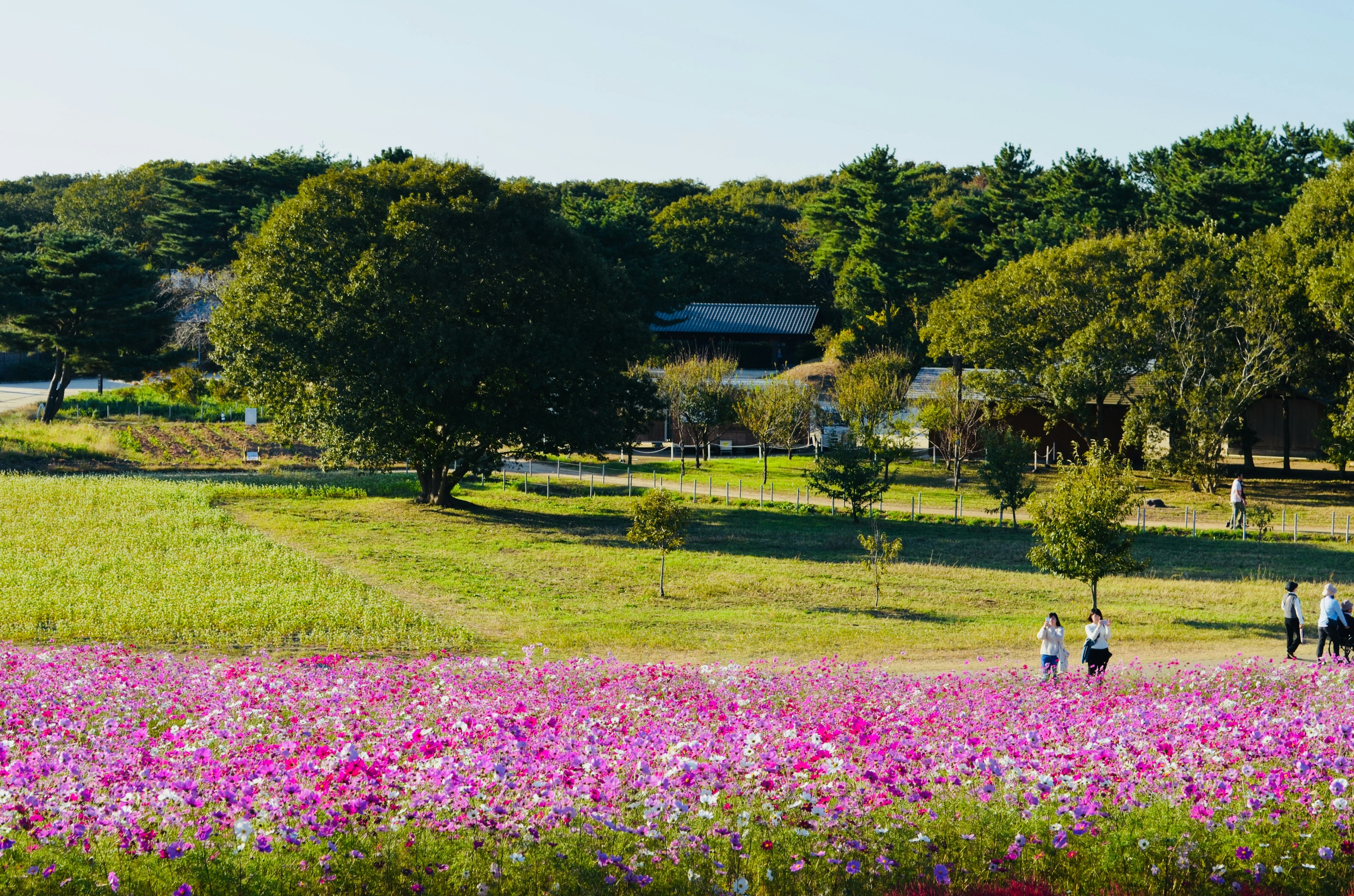 Vaste paysage avec des fleurs cosmos colorées et des arbres en arrière-plan