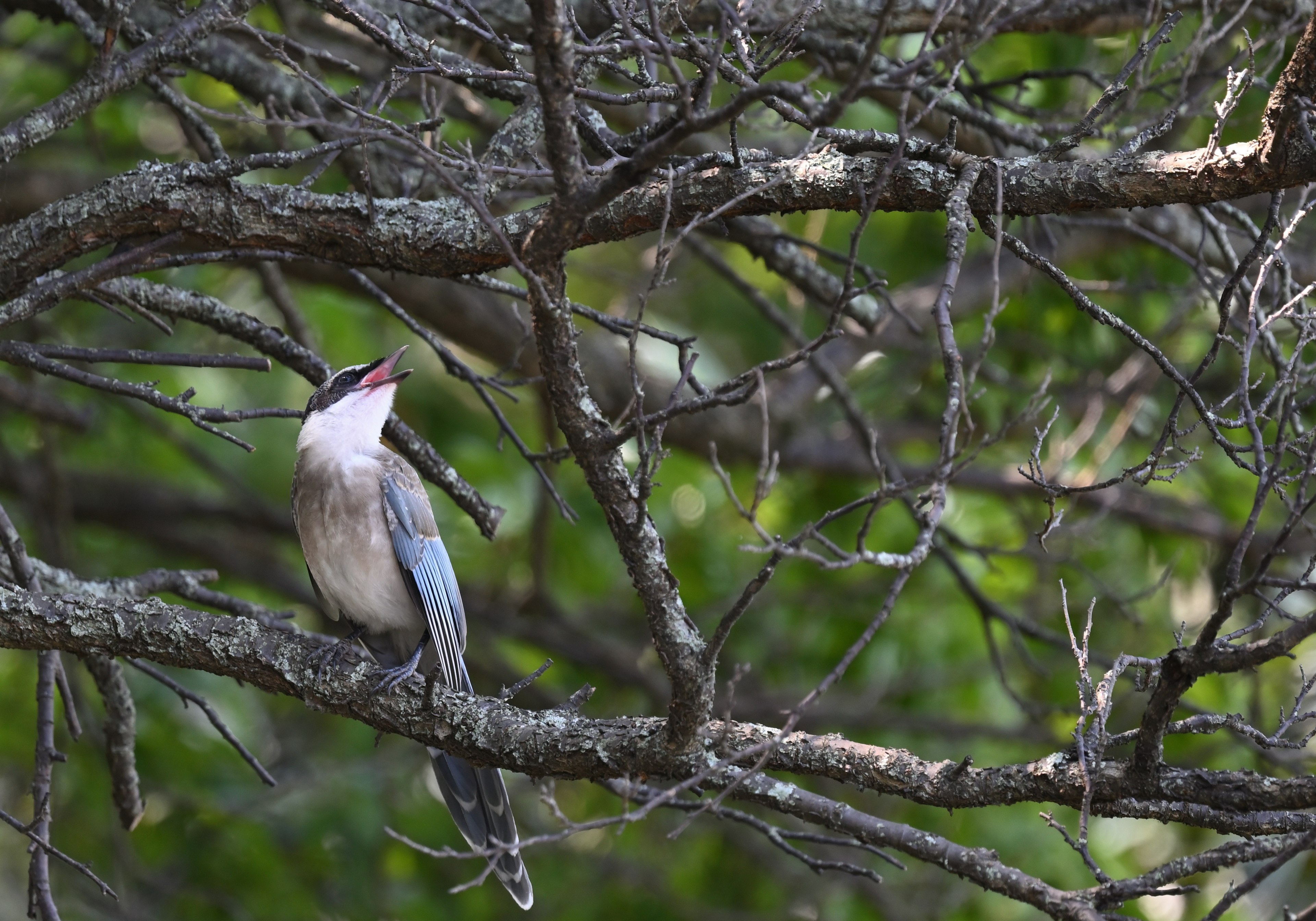 Ein Vogel mit blauen Federn sitzt auf einem Ast und schaut nach oben