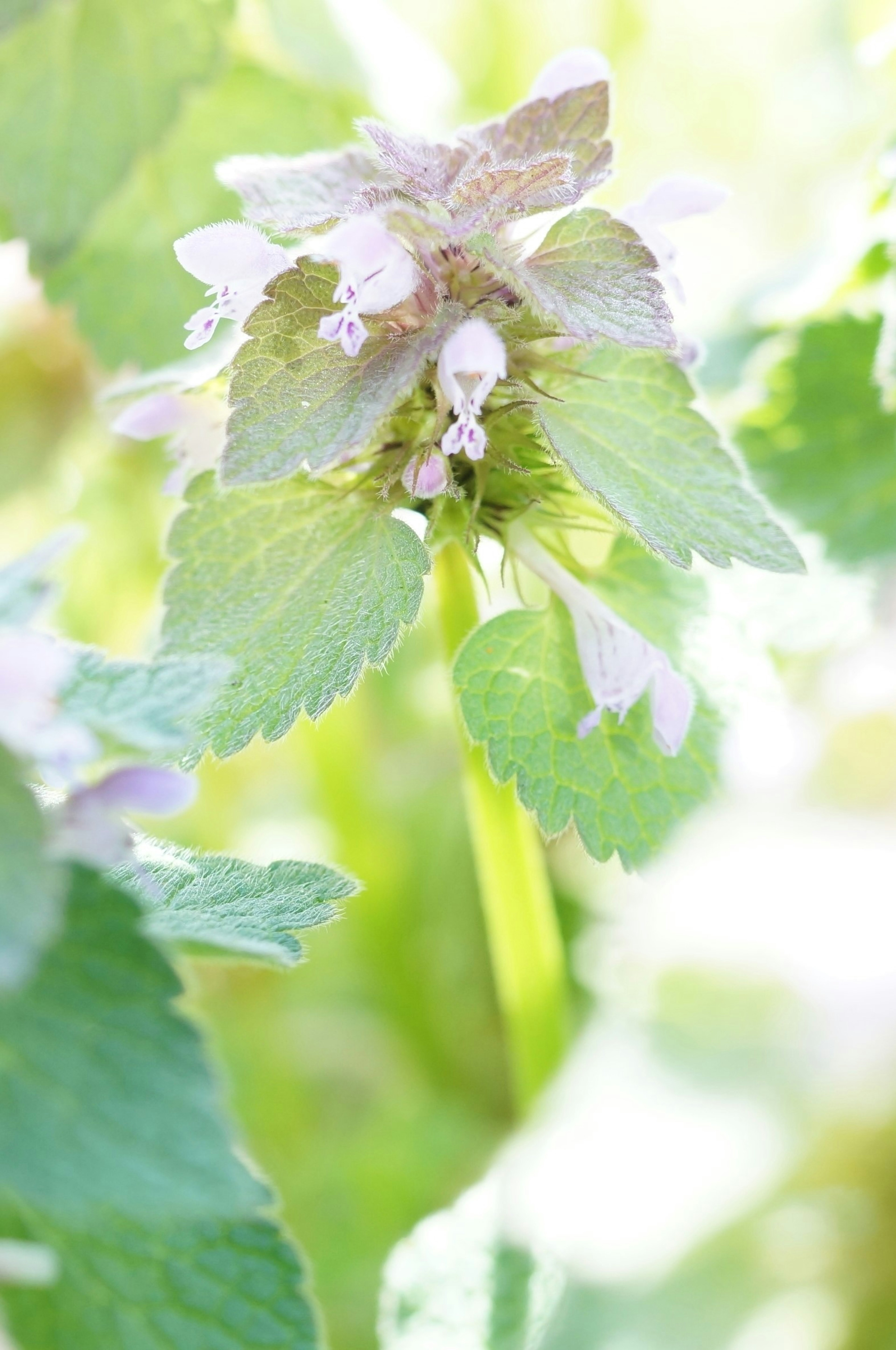 Nahaufnahme einer Pflanze mit blassen Blüten und grünen Blättern