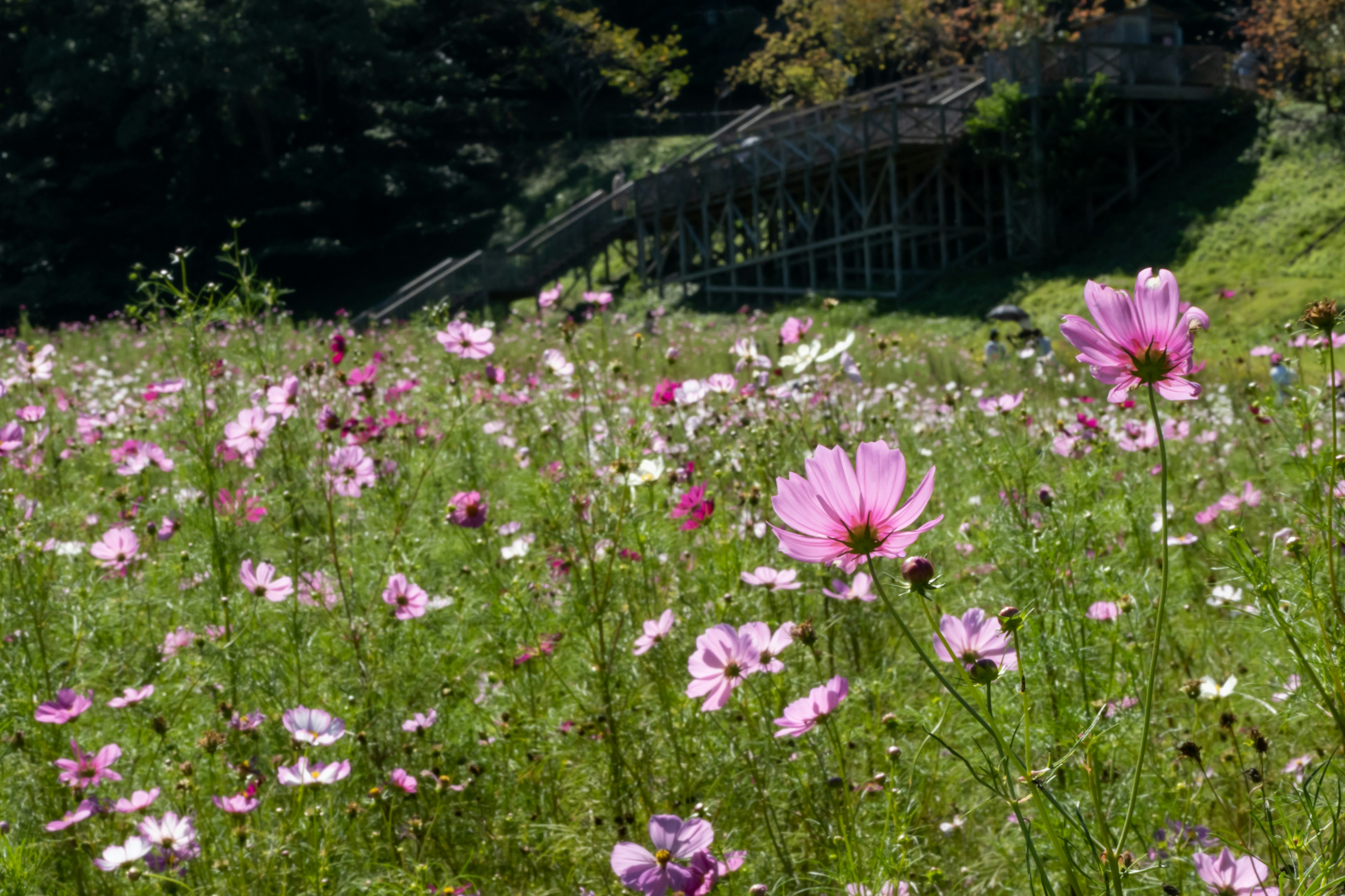 Flores de cosmos vibrantes floreciendo en un prado verde con un puente de madera al fondo