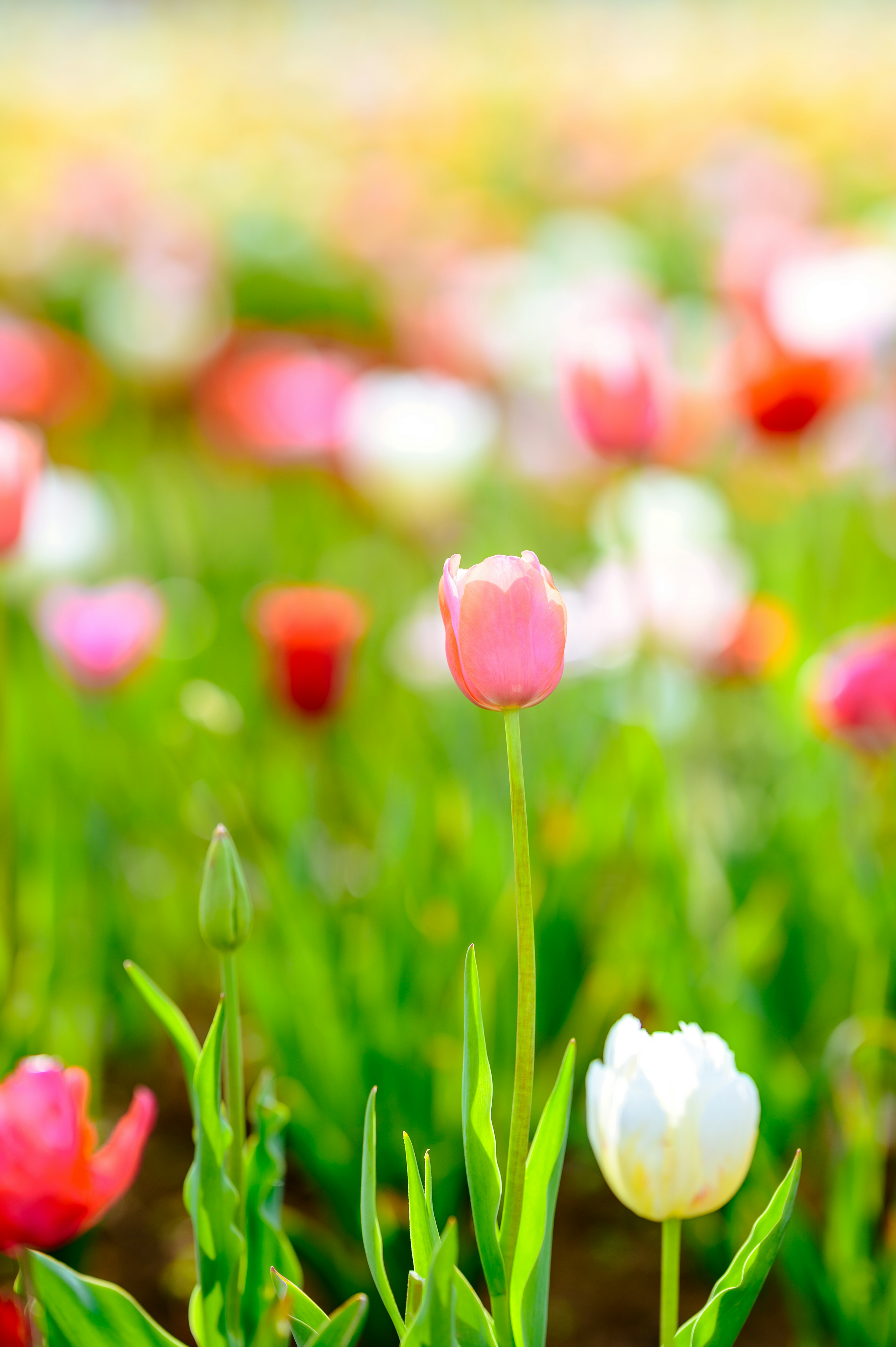 Kedekatan ladang tulip berwarna-warni dengan bunga merah muda dan putih