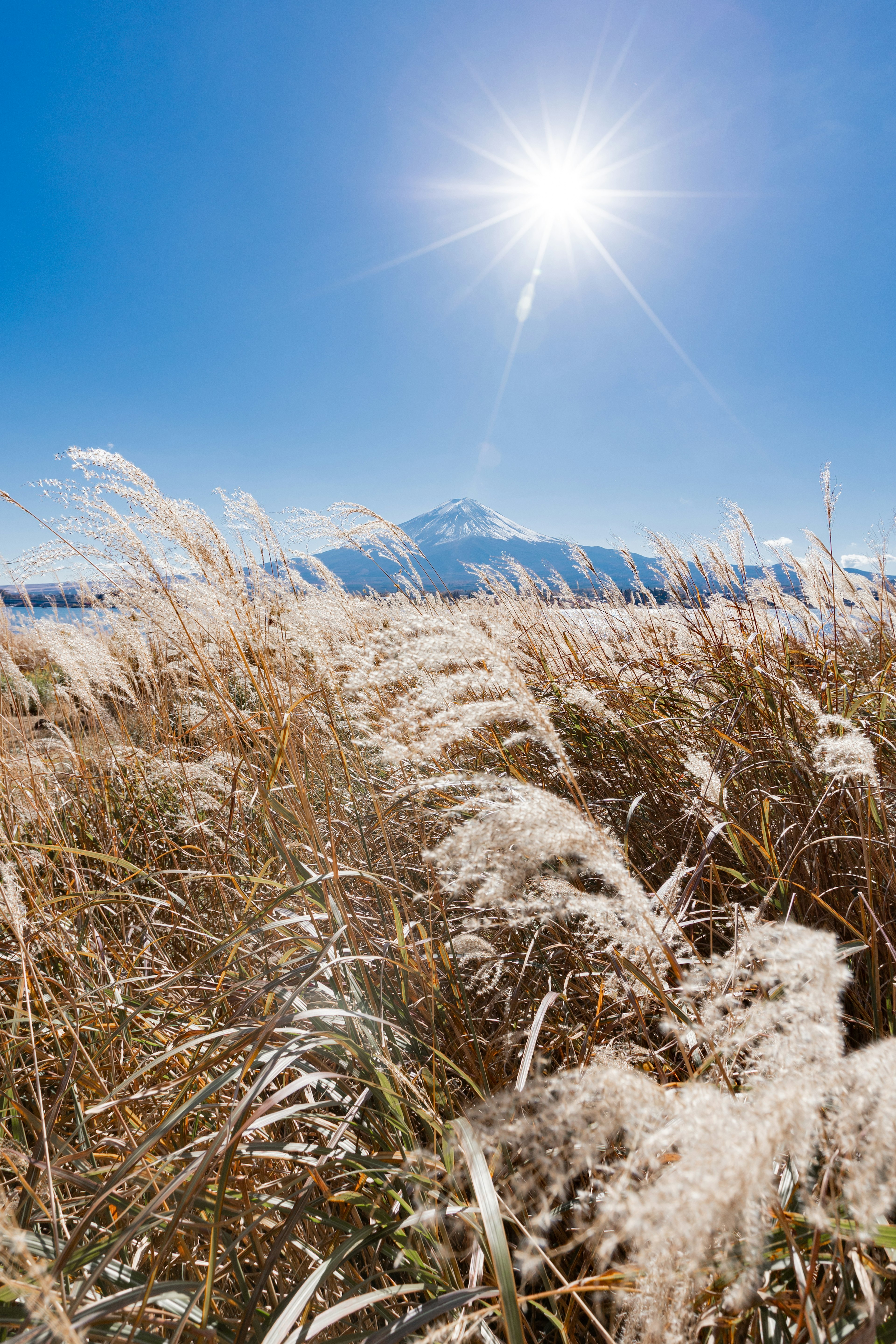 Sonniger Himmel mit hellem Sonnenschein und schwingendem Gras auf einem Feld