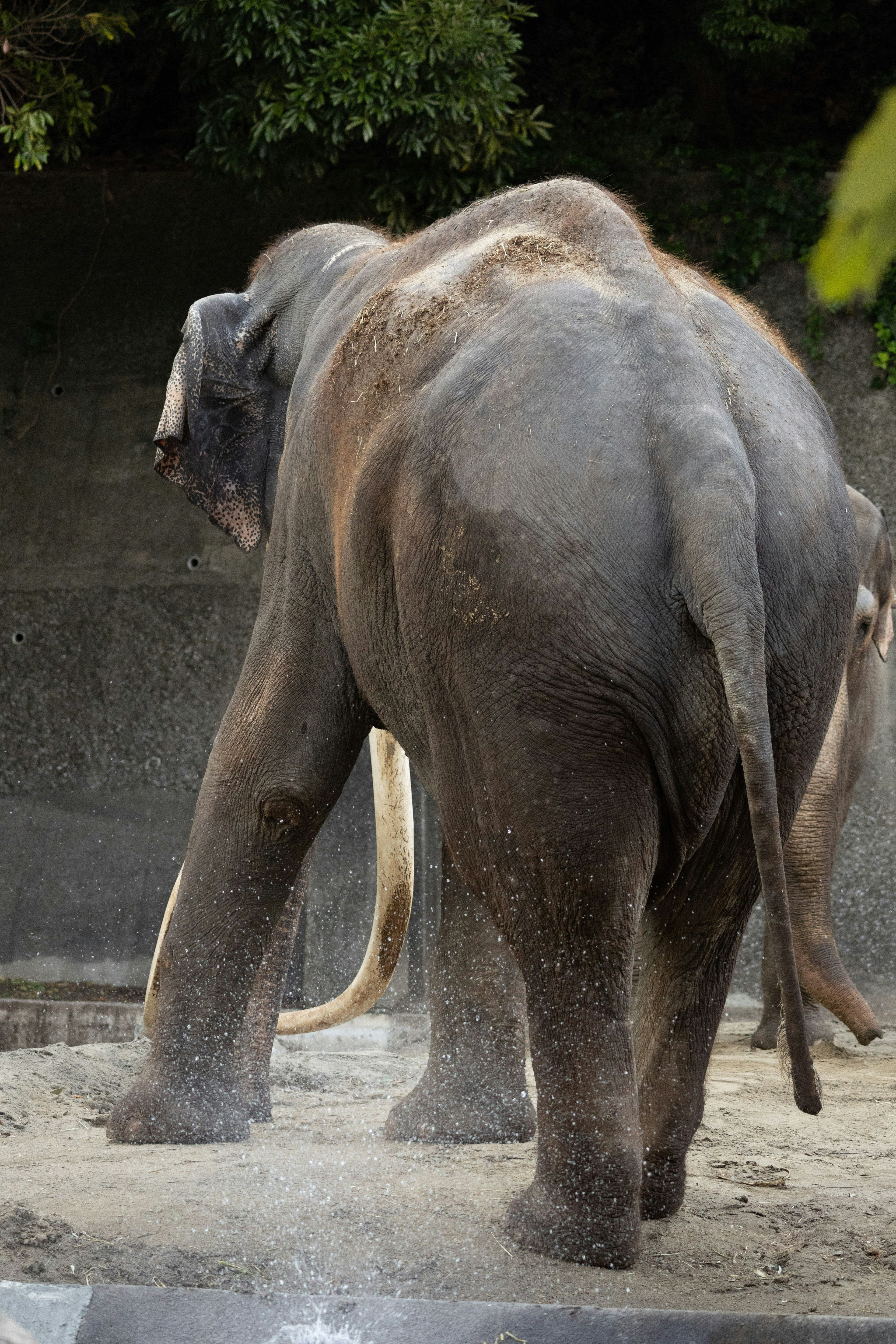 Un elefante in piedi nella sabbia di spalle