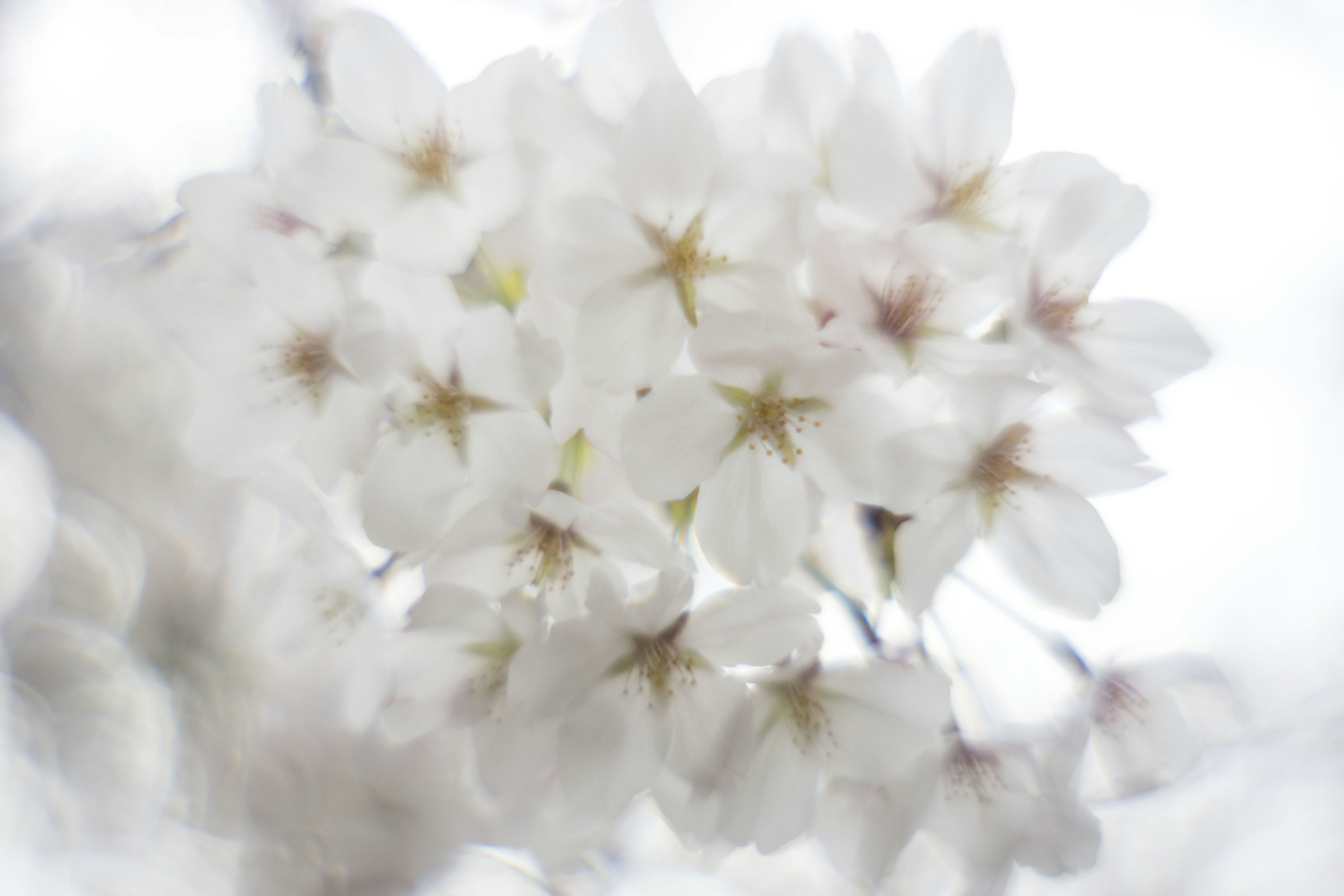 Flores de cerezo blancas floreciendo suavemente en luz suave