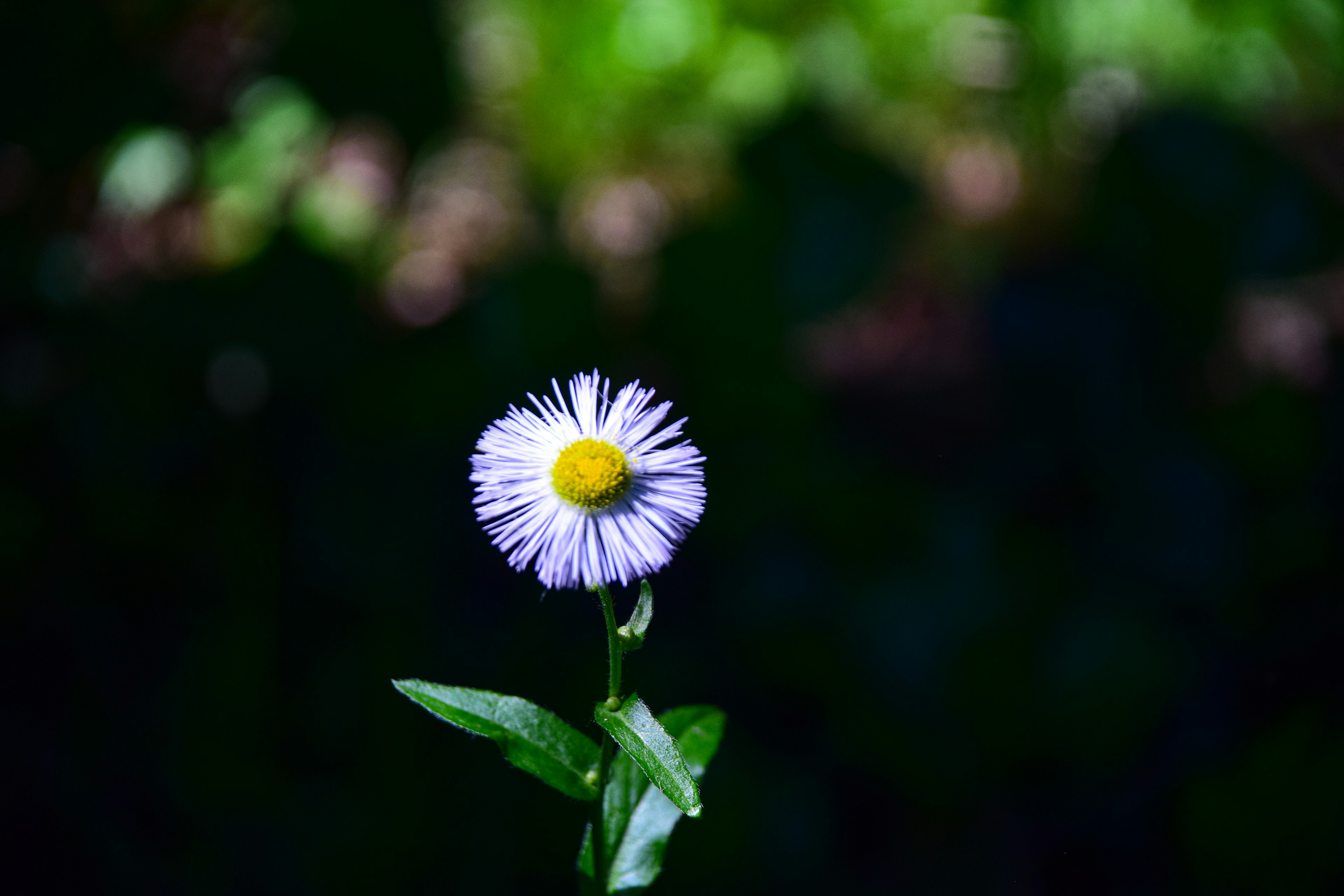 Eine einzelne lila Blume mit gelbem Zentrum hebt sich vor grünem Hintergrund ab