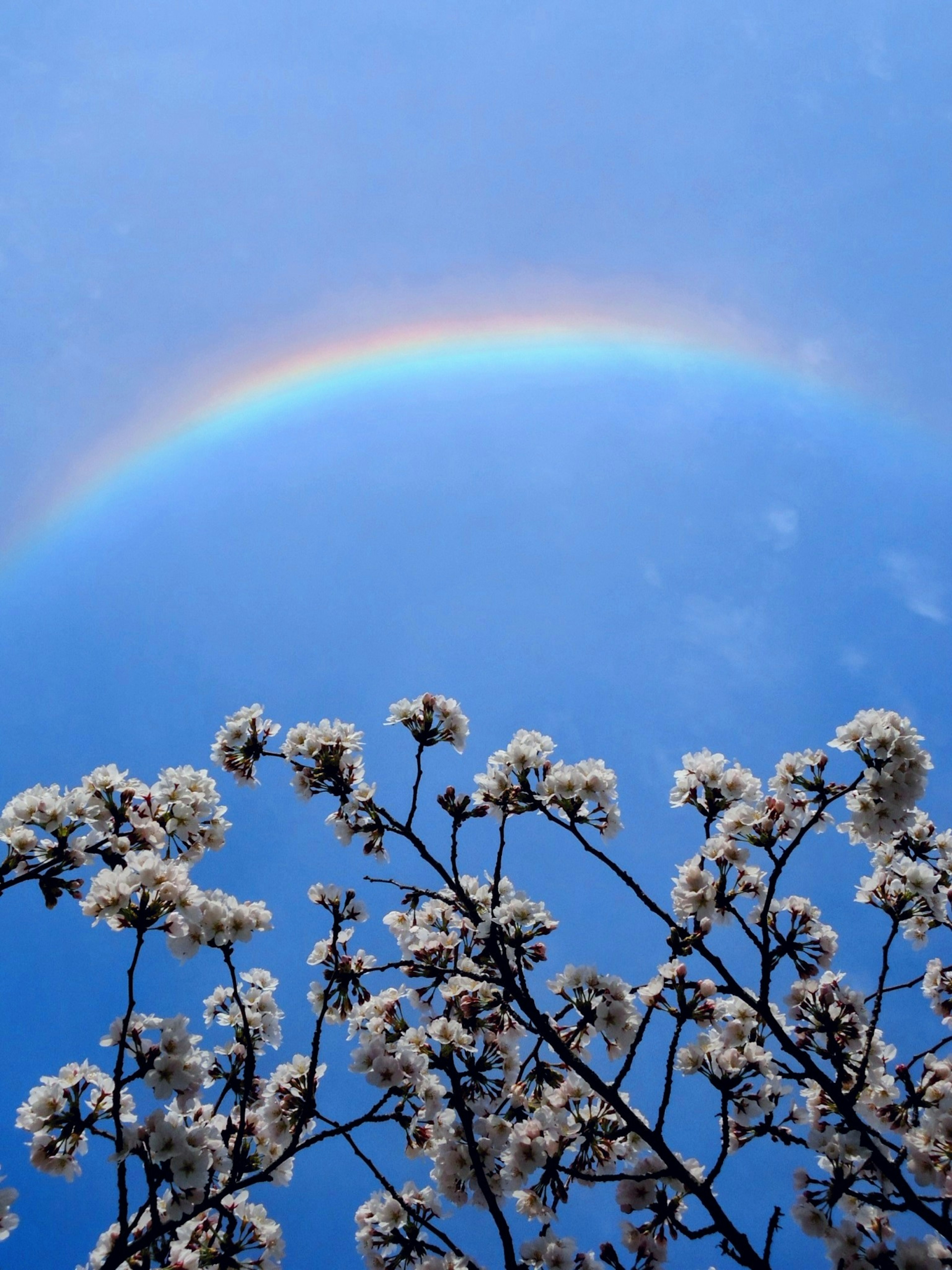 Una hermosa escena con un arco iris sobre un cielo azul y flores de cerezo