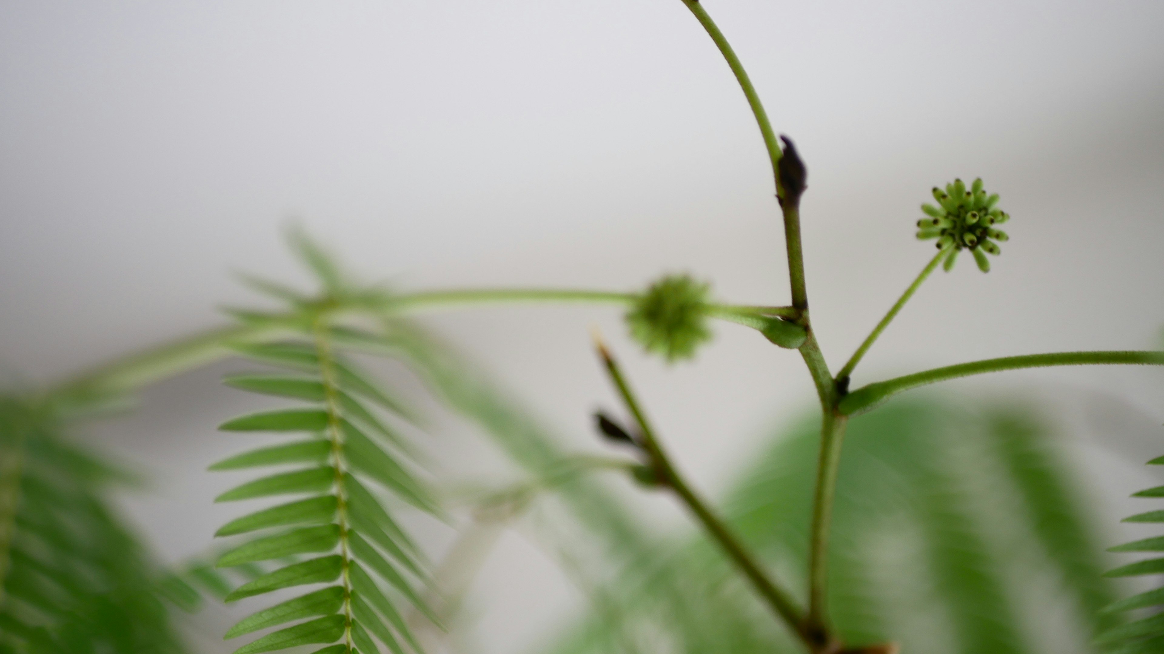 绿色植物的特写，具有细长的茎和小花蕾