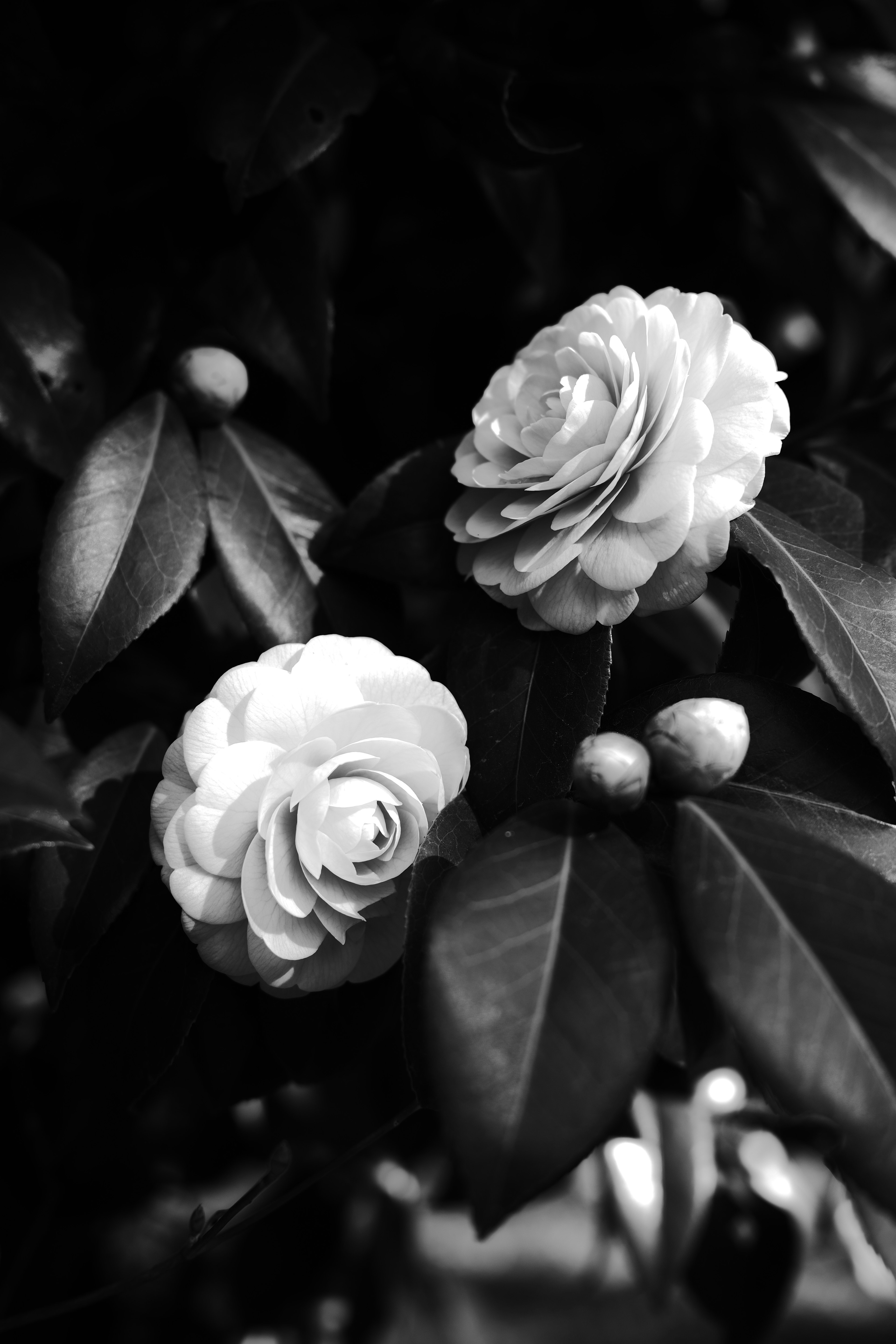 Image en noir et blanc de fleurs de camélia et de feuilles