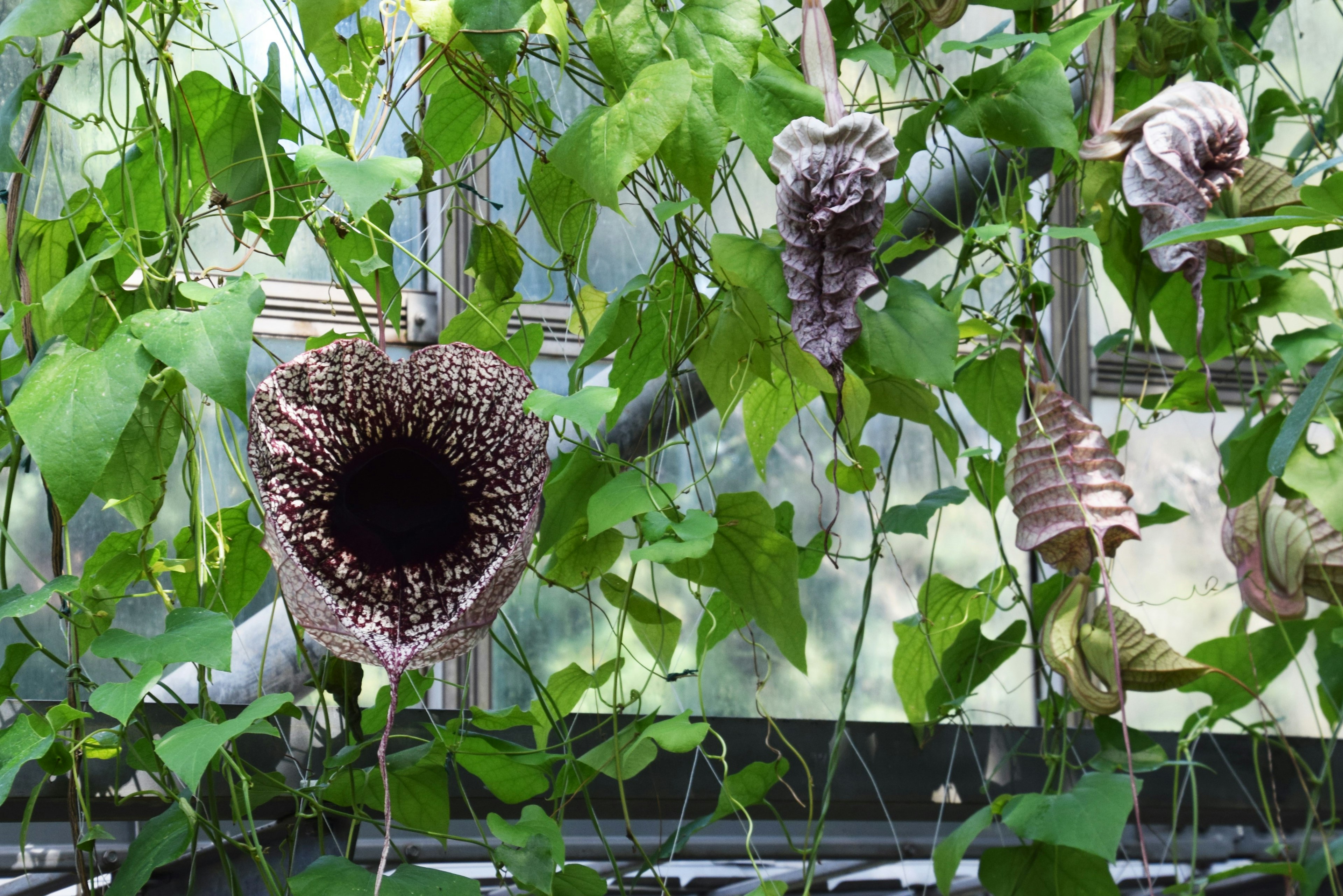 Unique flower-like plant shapes hanging among green leaves