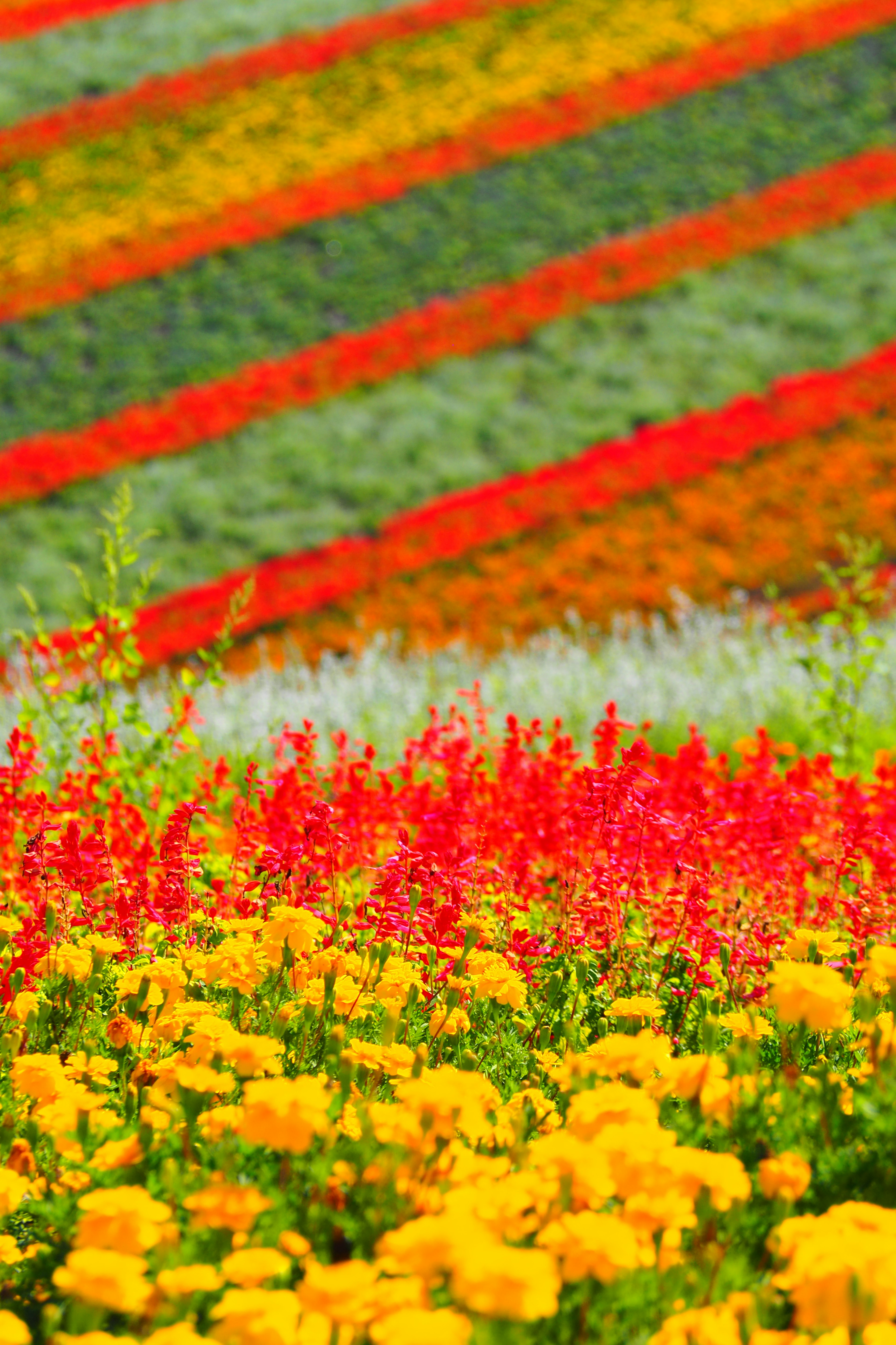 Campo di fiori vibranti con fiori gialli e rossi in primo piano sfondo a strisce verdi e rosse