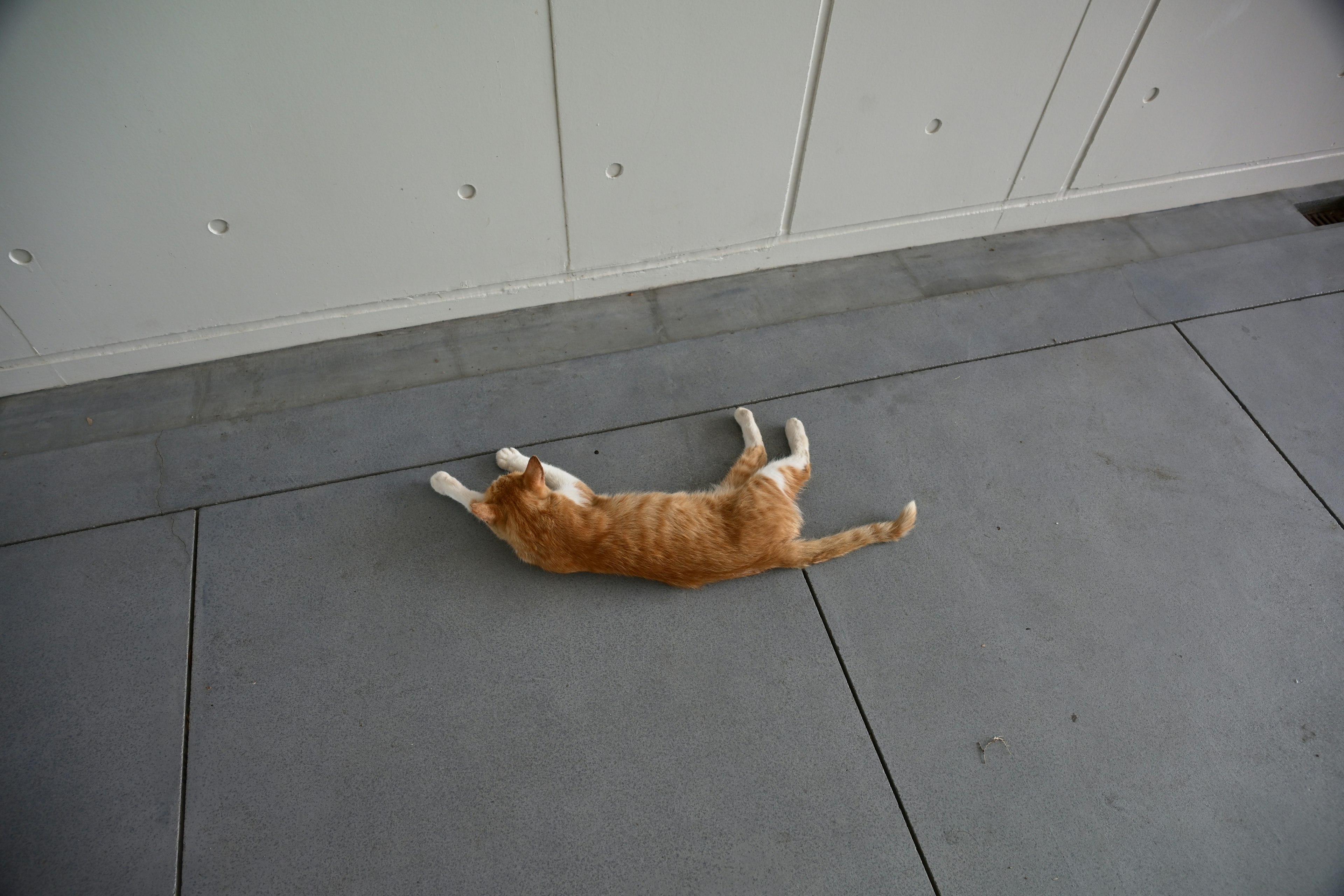 Un chat orange allongé sur un sol gris