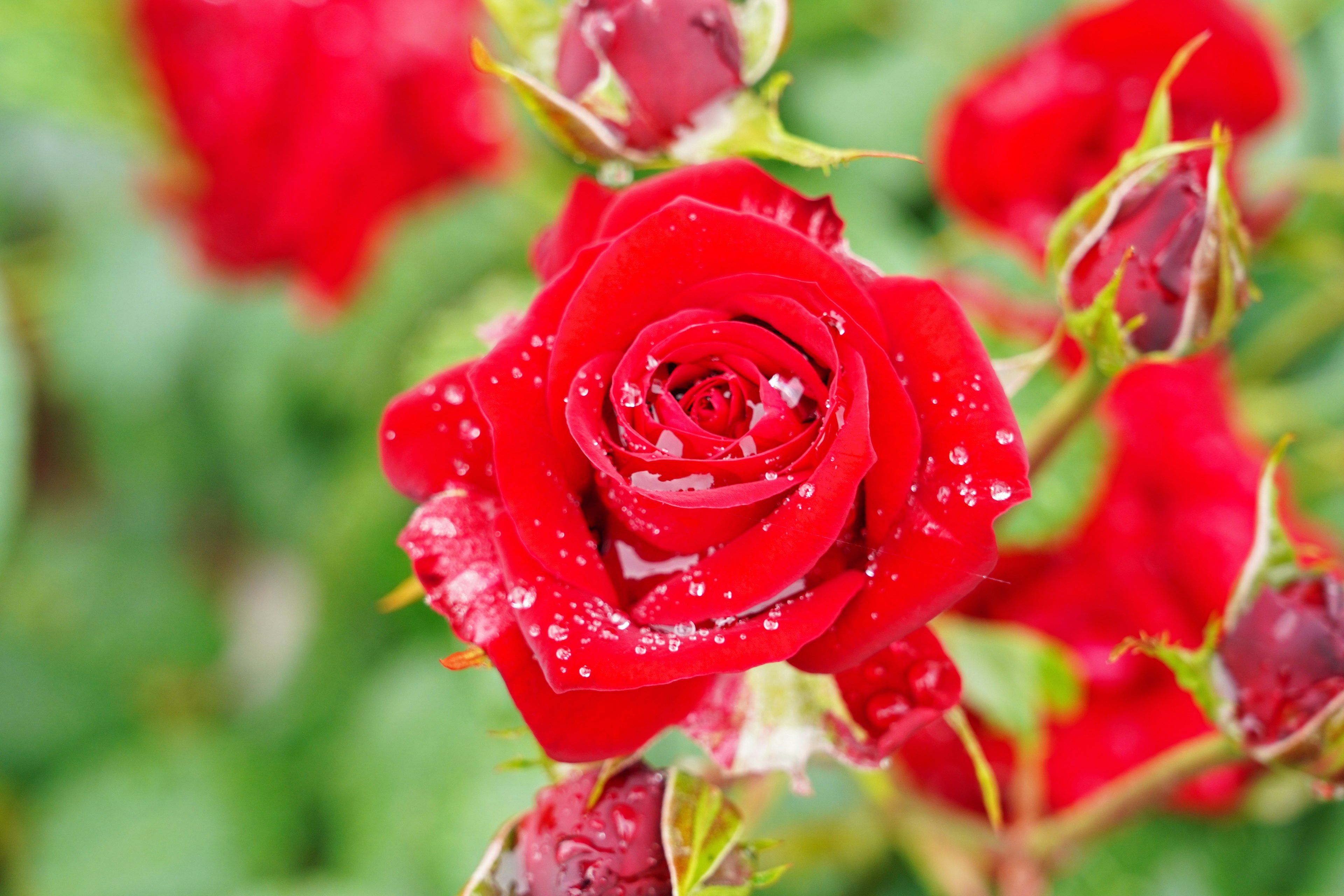 rosa rossa vivace con gocce d'acqua sui petali