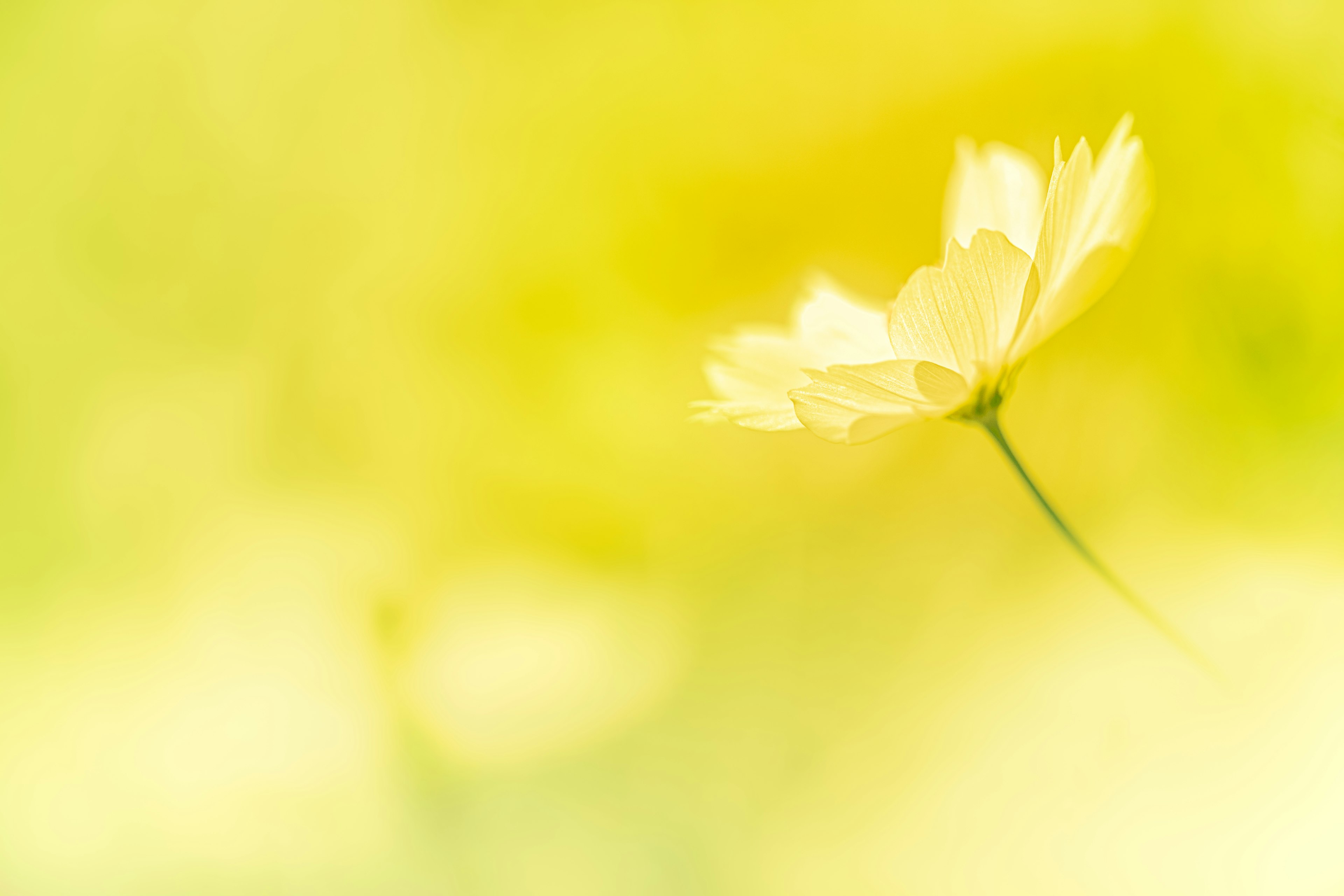 Une image douce d'une seule fleur blanche sur un fond jaune pâle